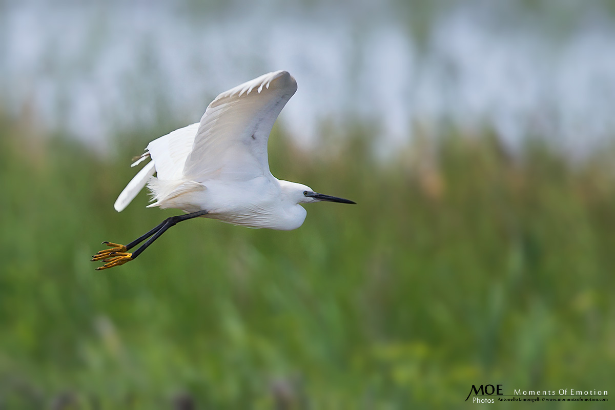 The white coloring the scene