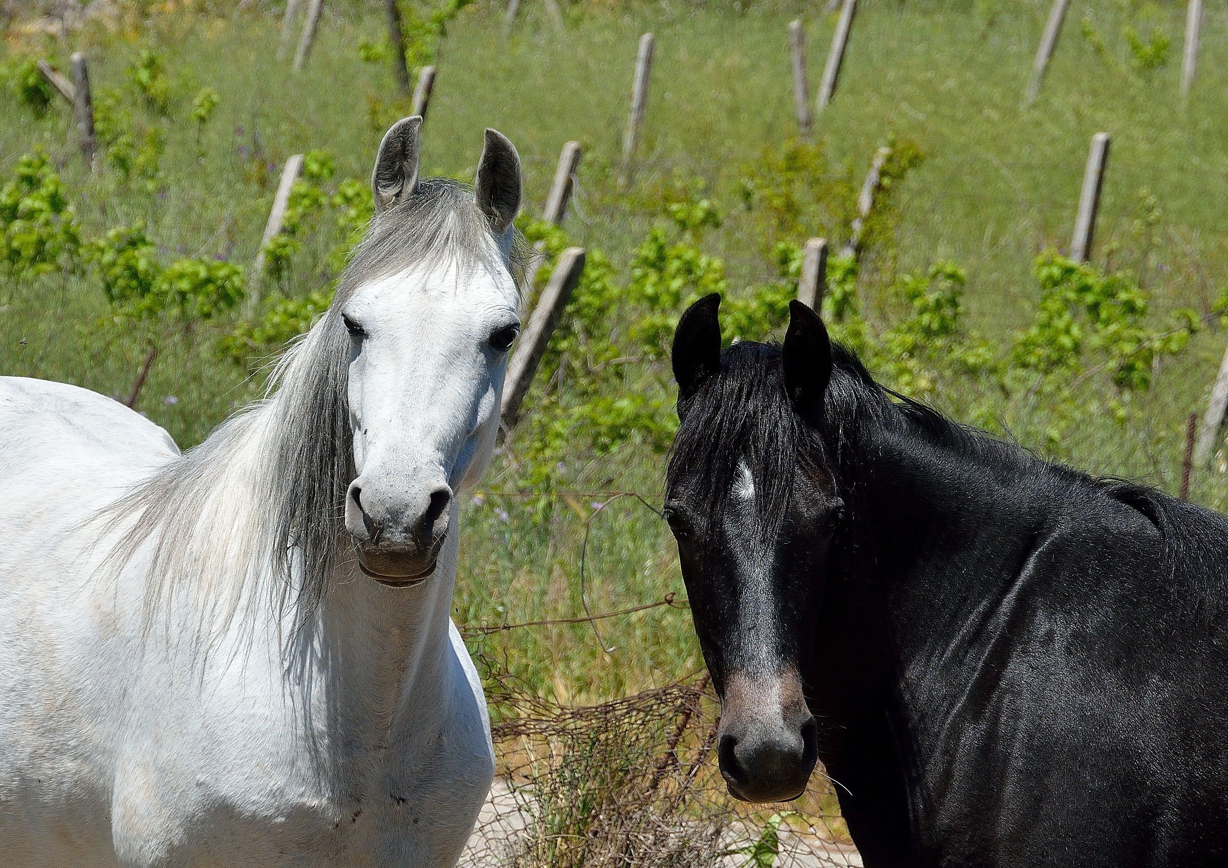 always behind the fence (you never know ..)