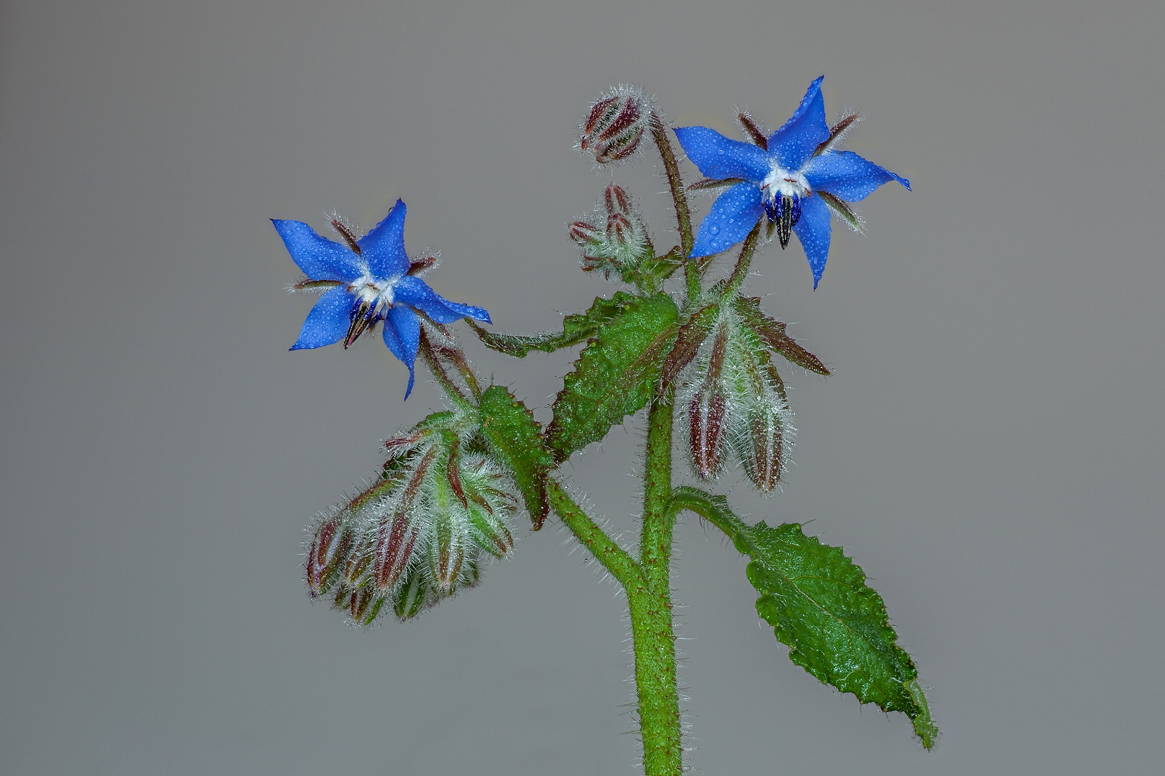 Borago officinalis - Boraggine