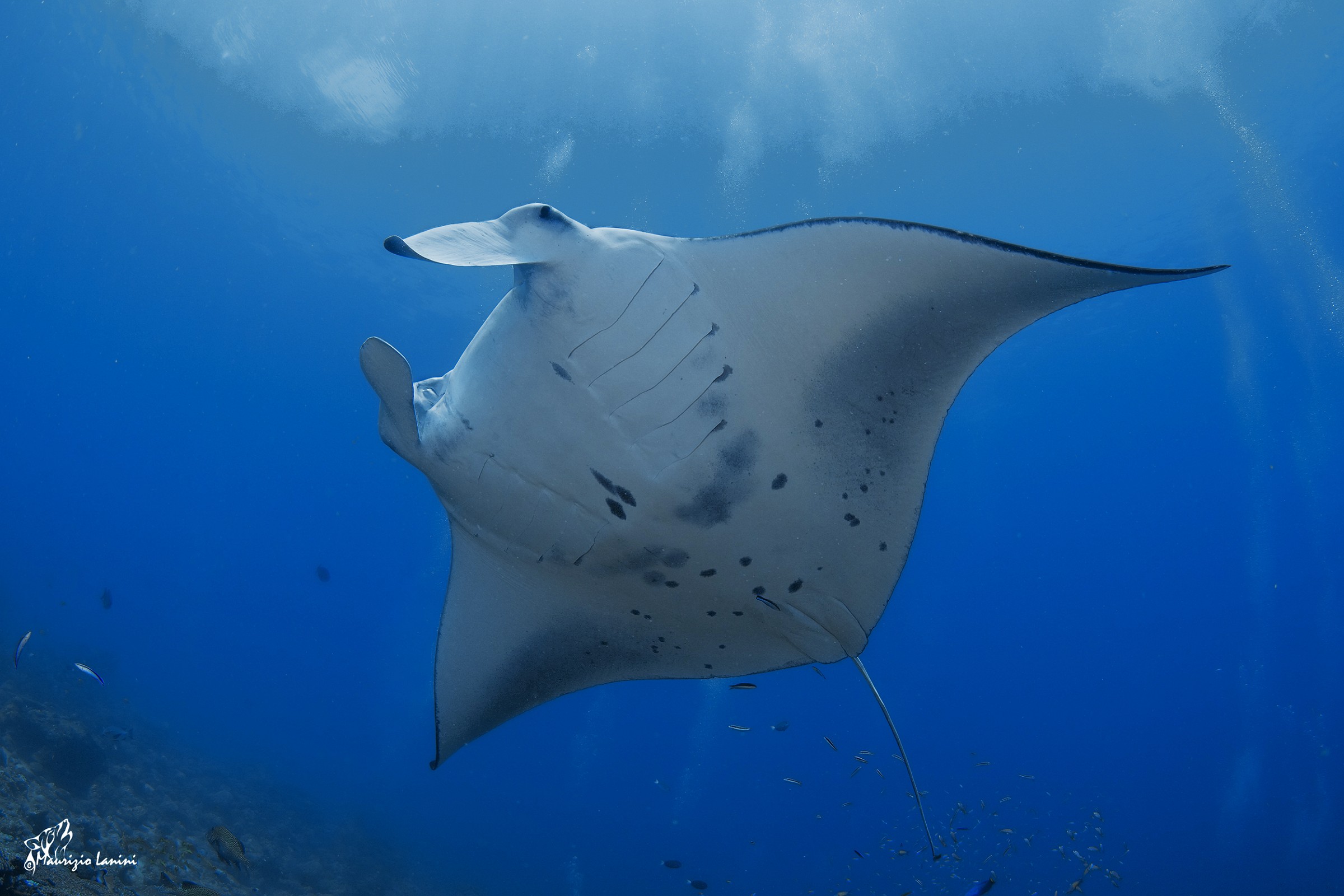 Manta ( Manta alfredi  ) solo HD