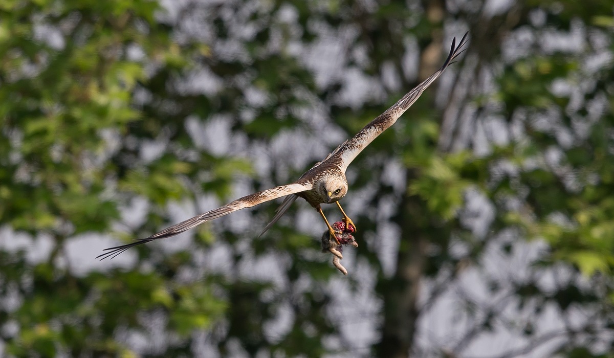 Marsh Harrier (Circus aeruginosus)