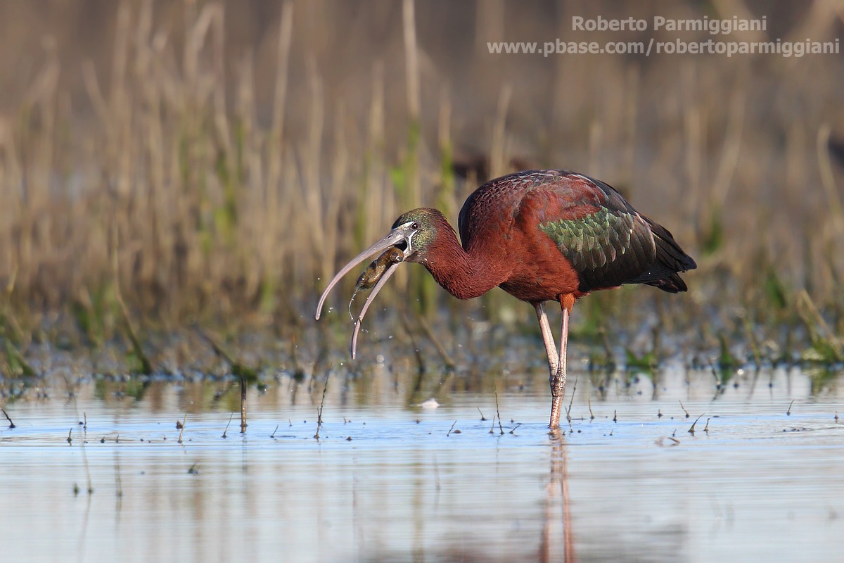 Mignattaio parte III (La predazione)