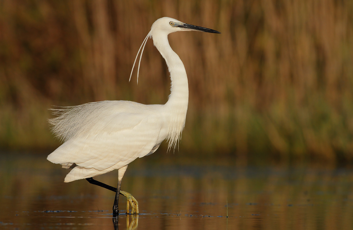 egret