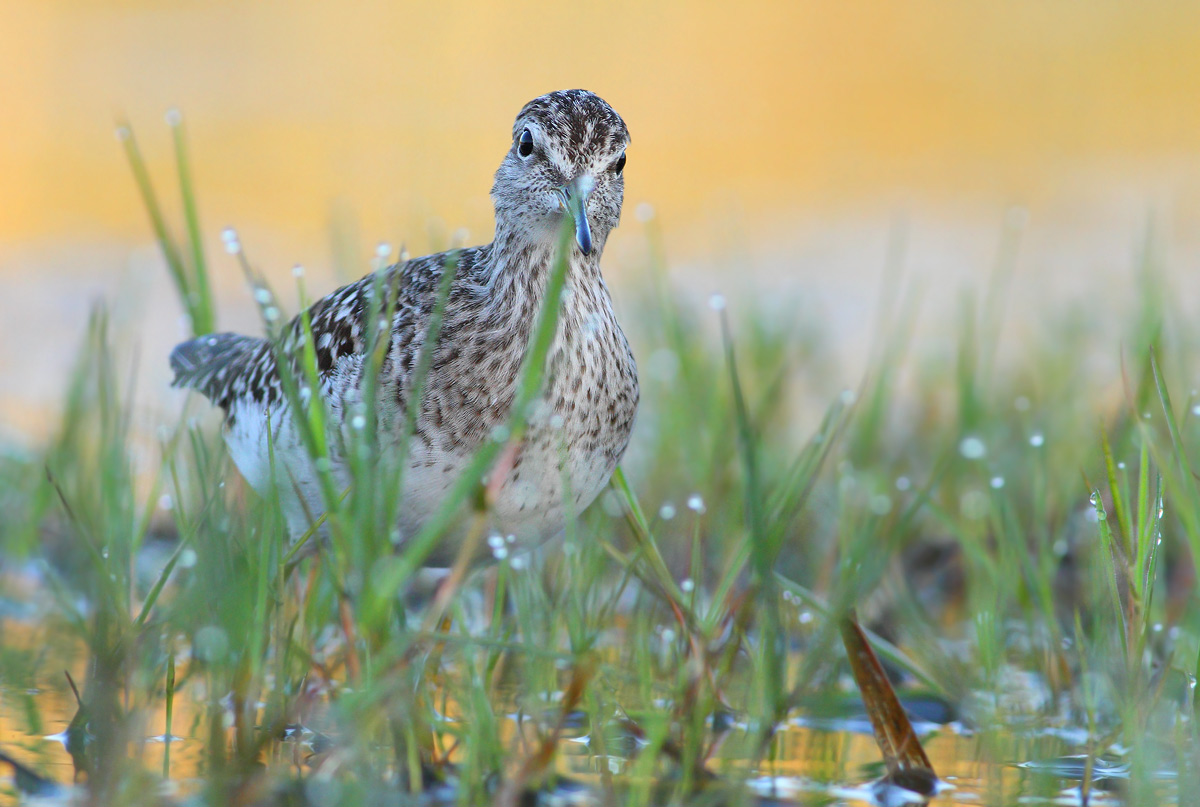 Wood Sandpiper
