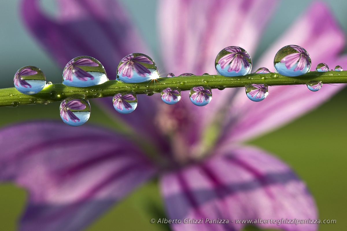 Riflessi nella Rugiada