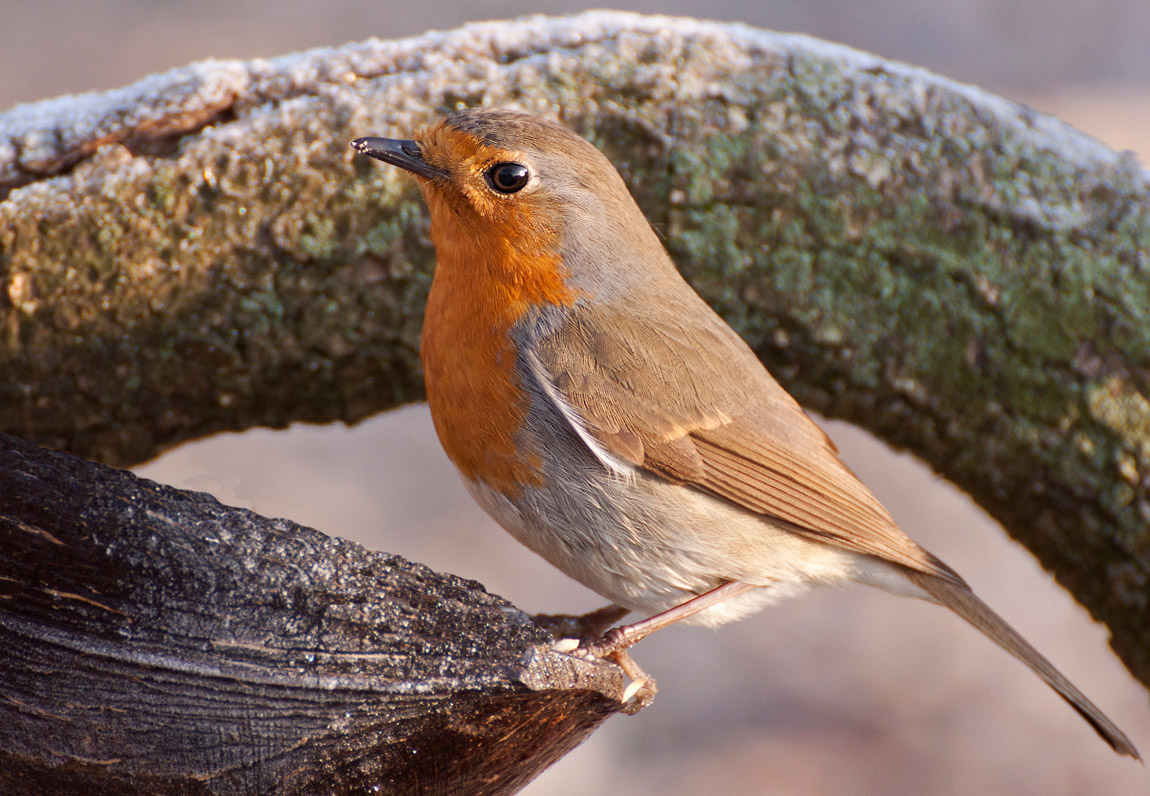 ho visto più te , dei miei parenti
