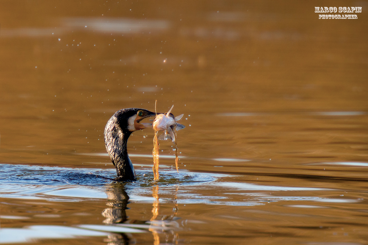 Pesca alle prime luci