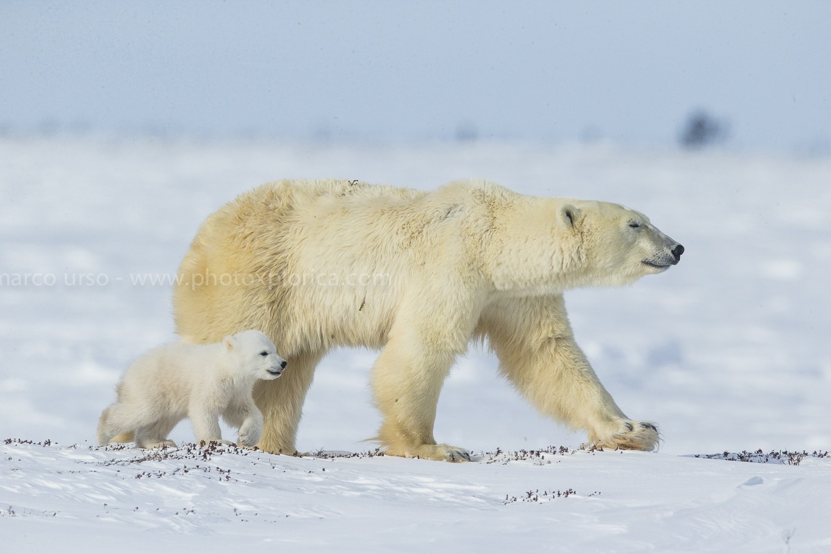 Churchill - Manitoba