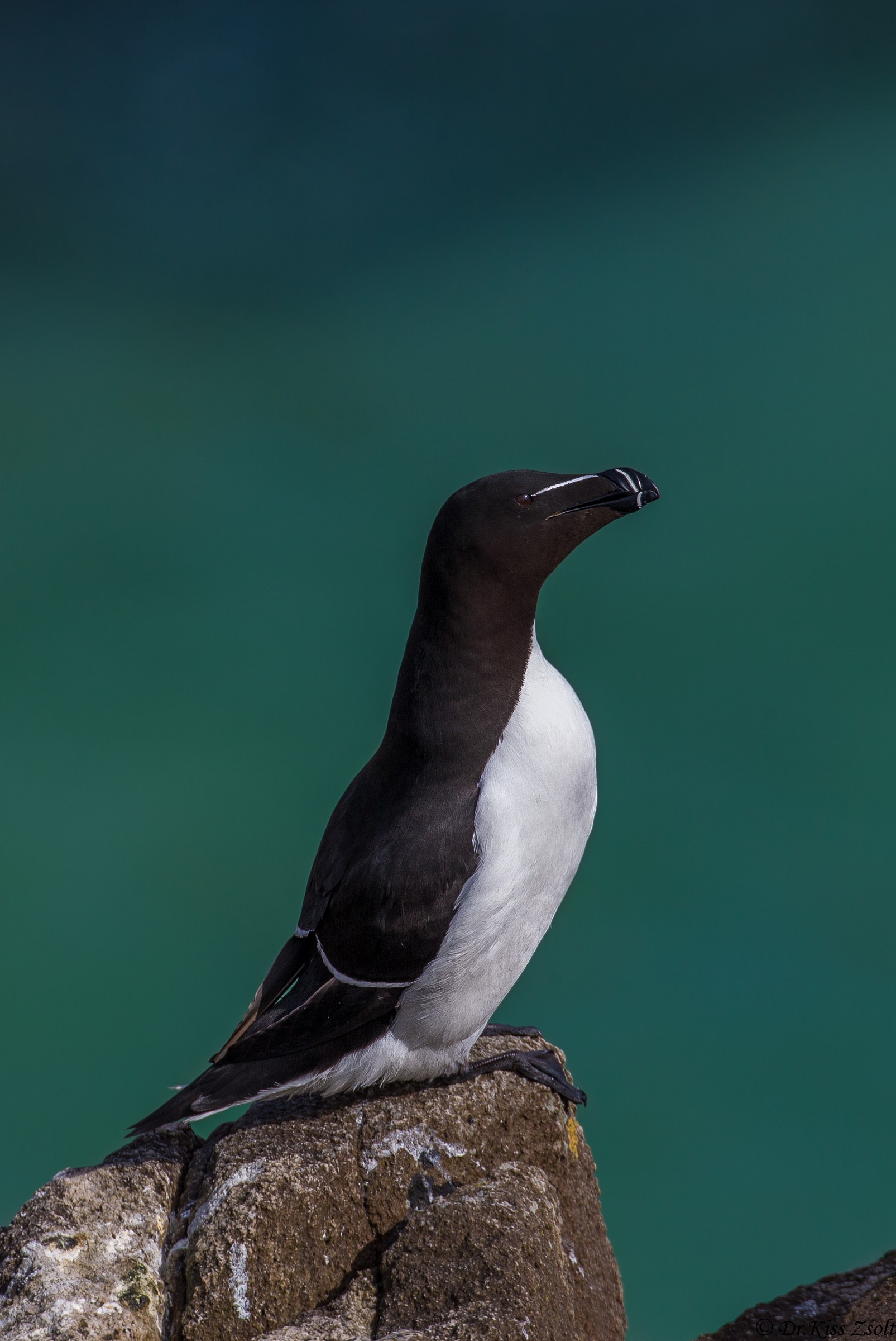 Razorbill