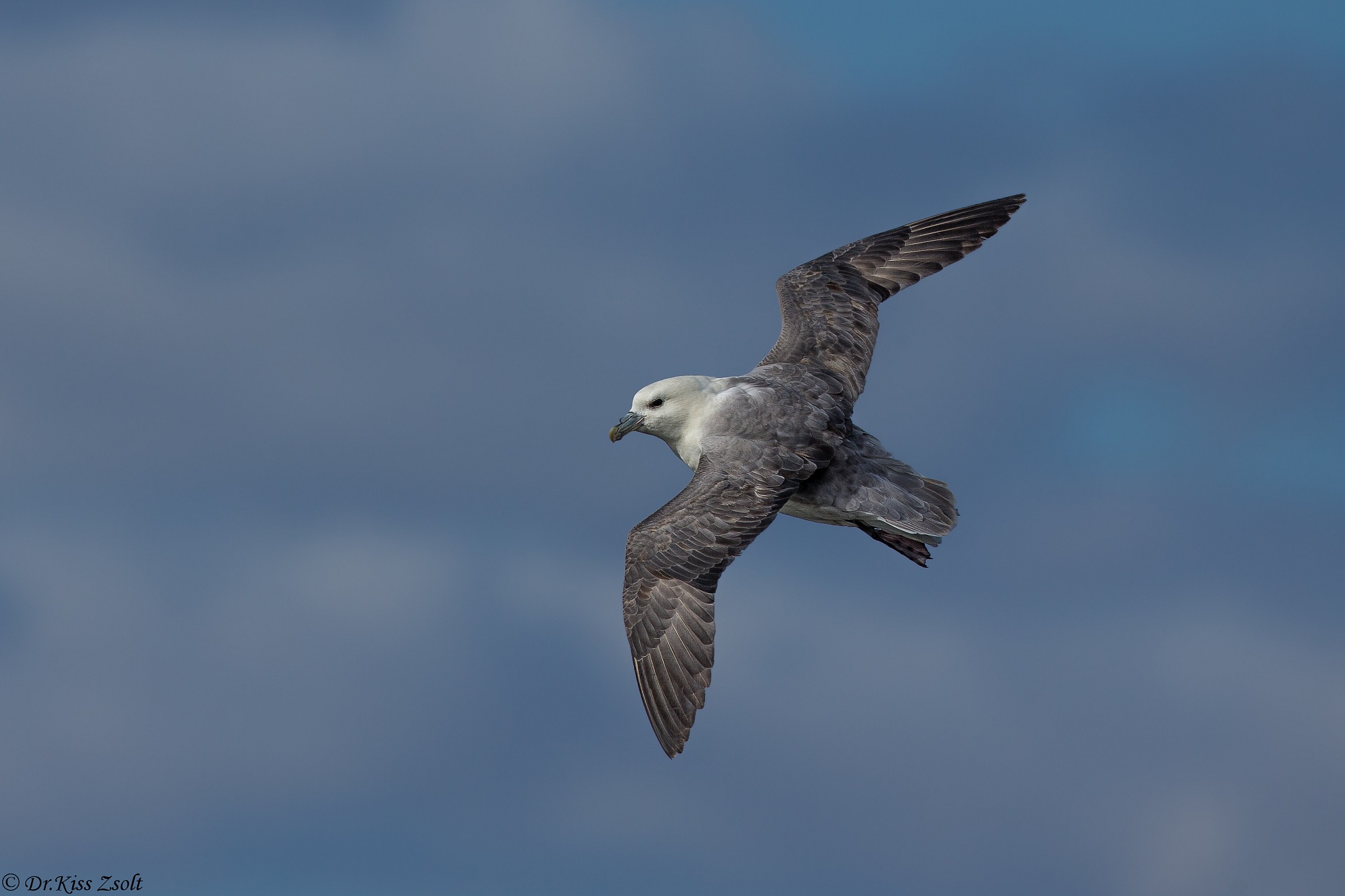 Fulmar