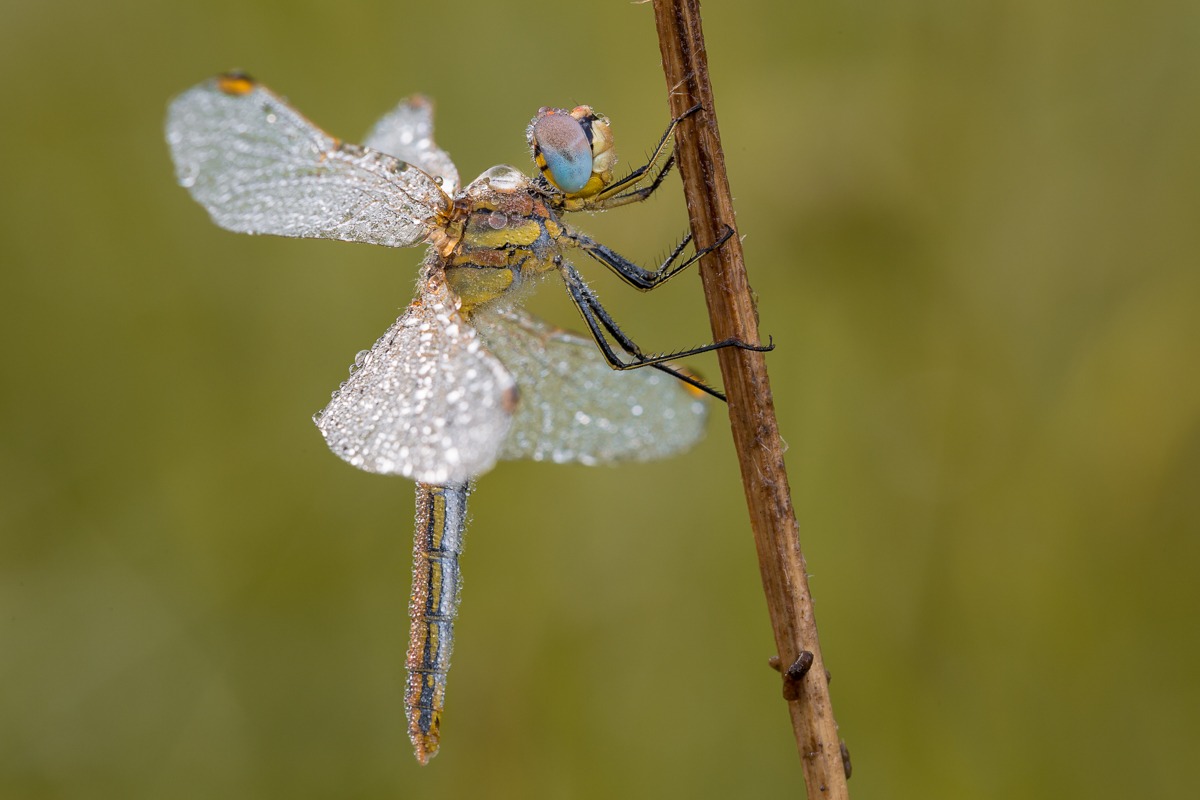 dragonfly