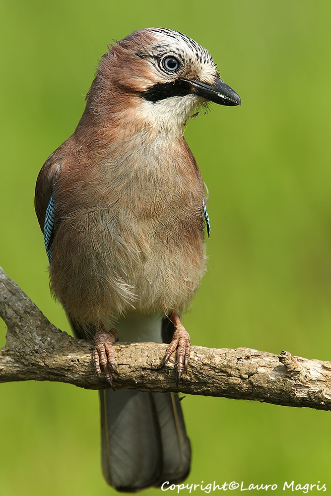 Ghiandaia dopo la doccia