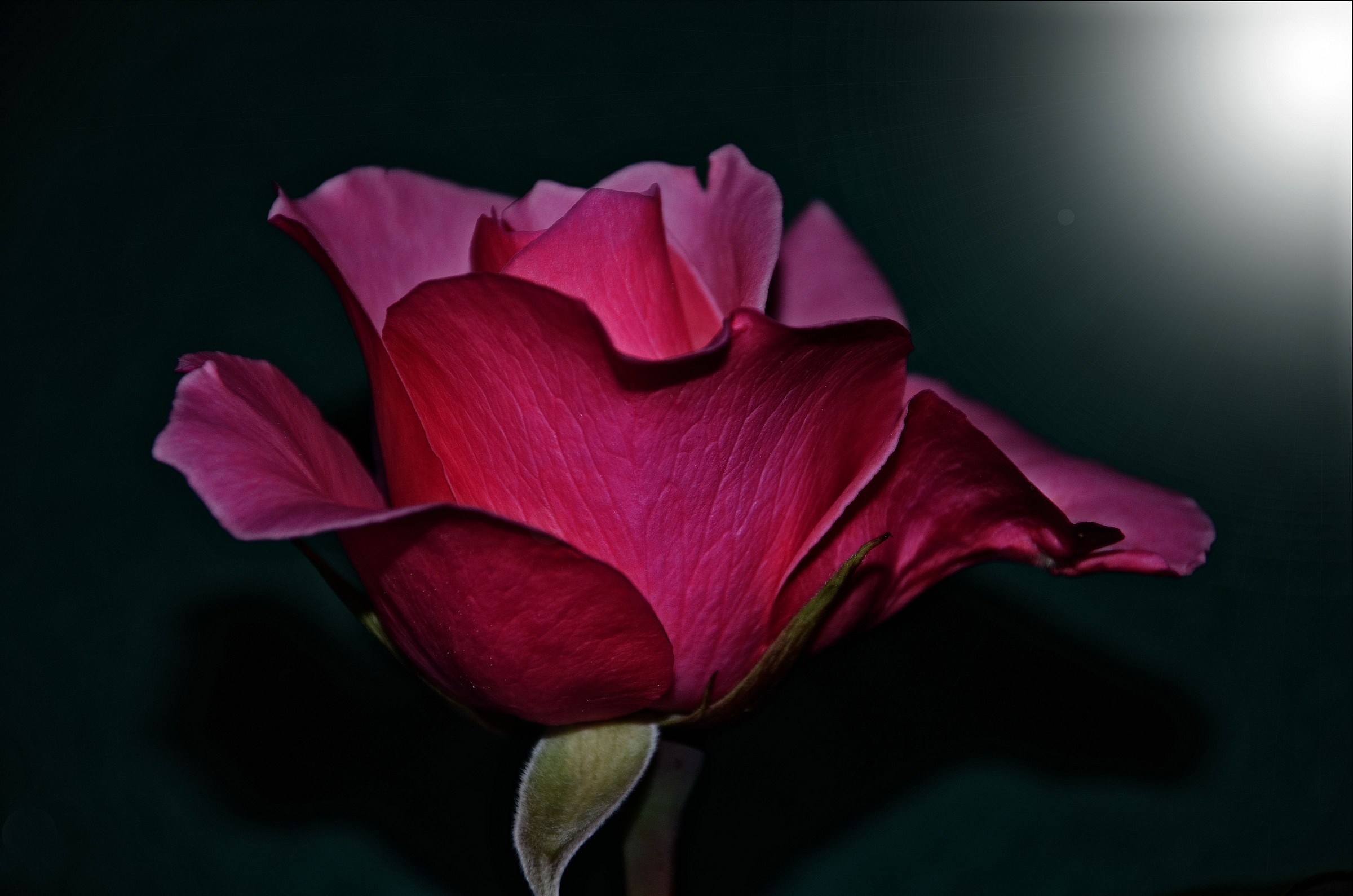 Rosa at night time hopefully !!!