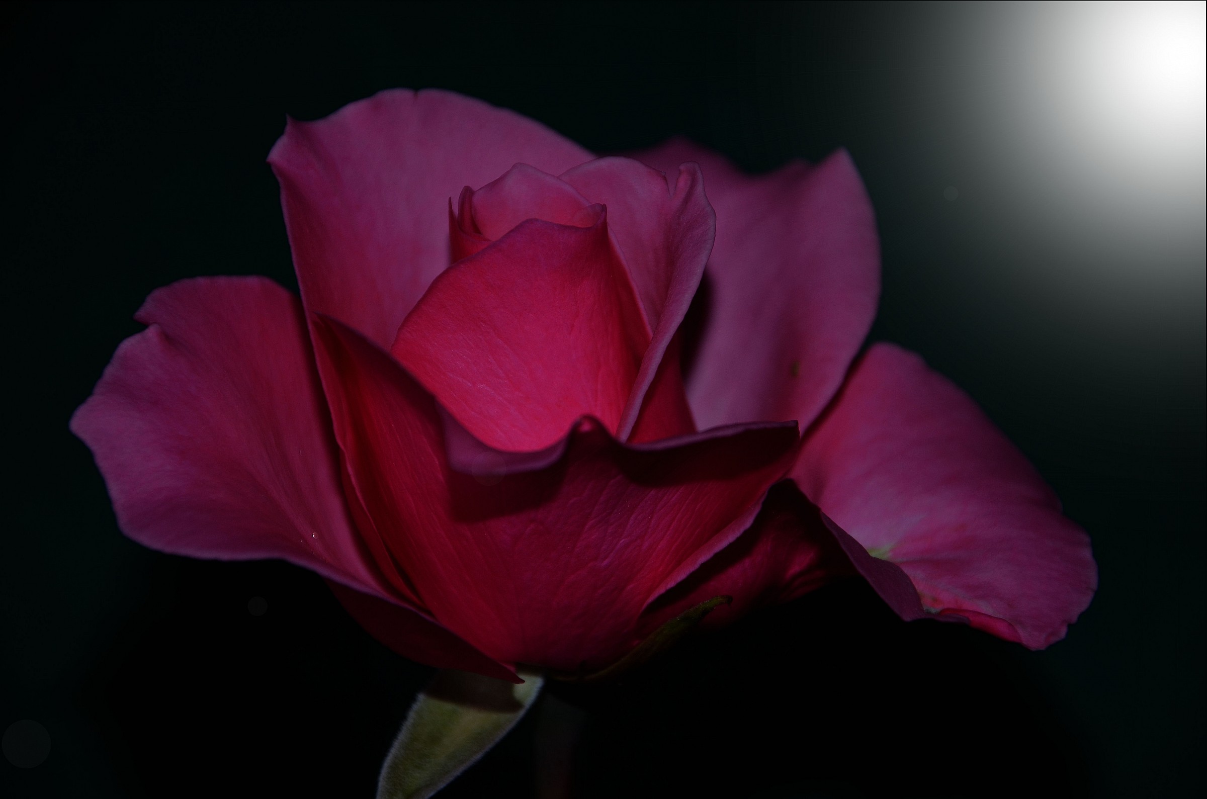 Rosa at night time hopefully !!!