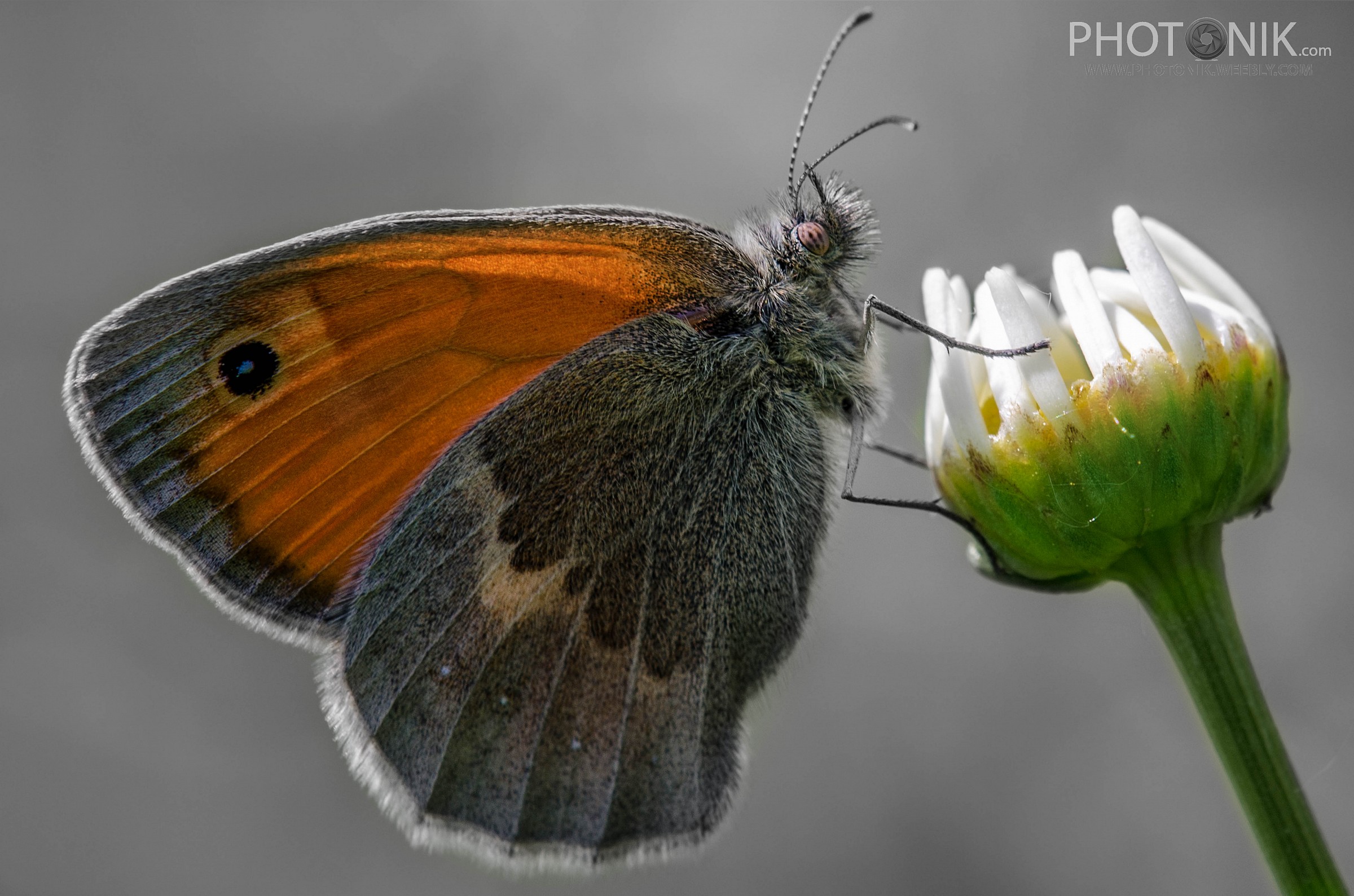 Coenonympha rhodopensis