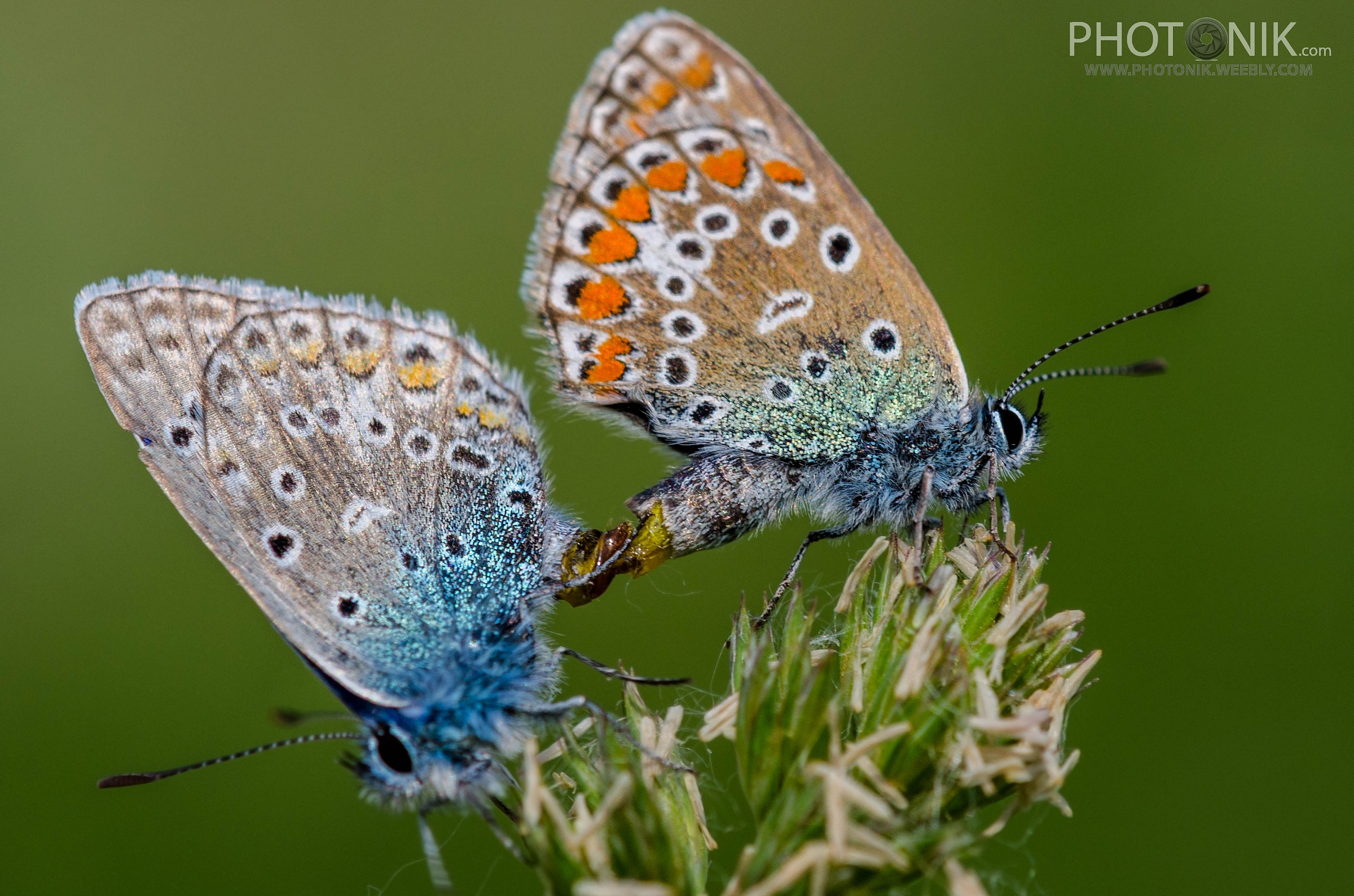 Polyommatus Icarus
