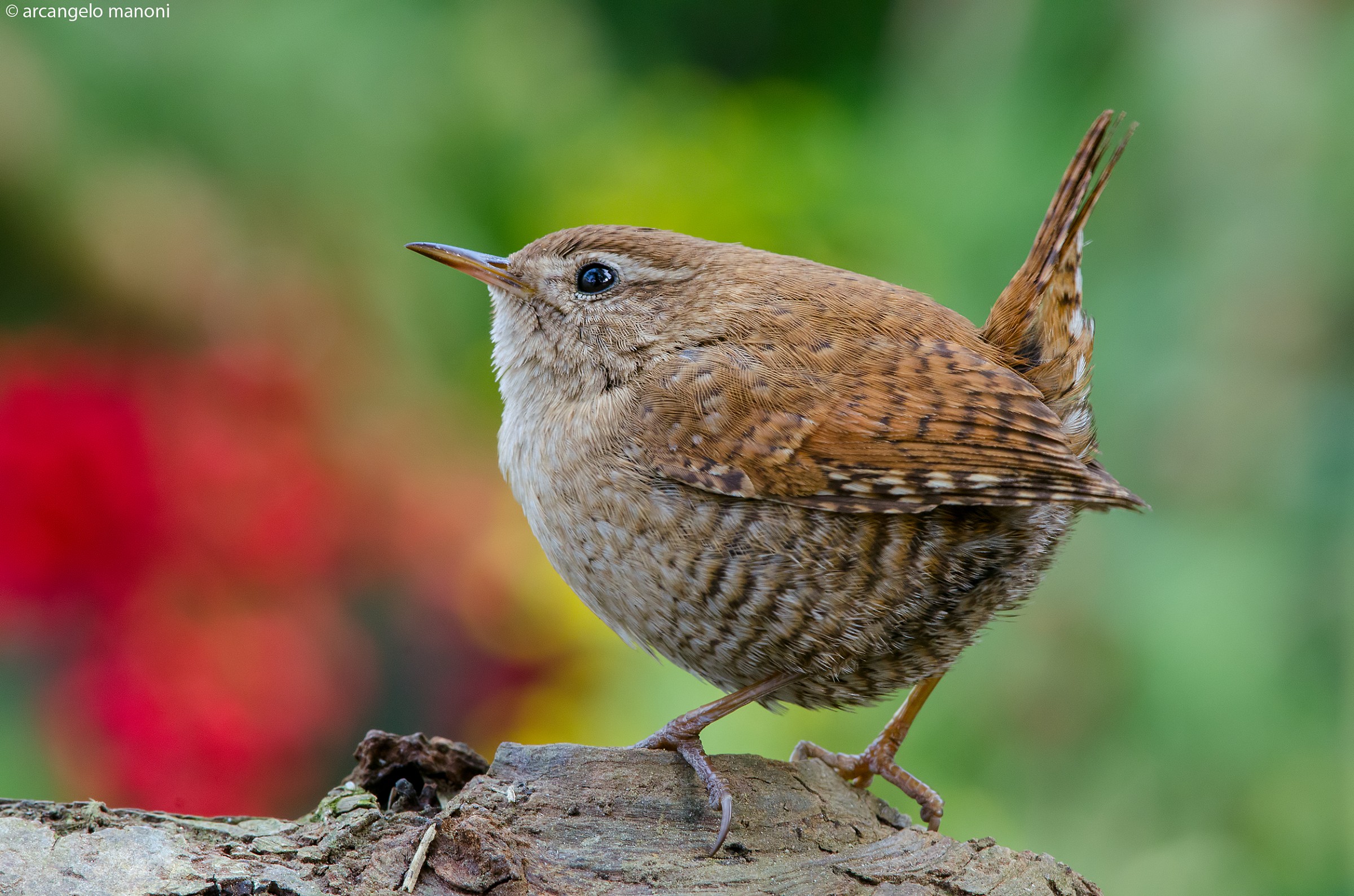 The wren posing for me