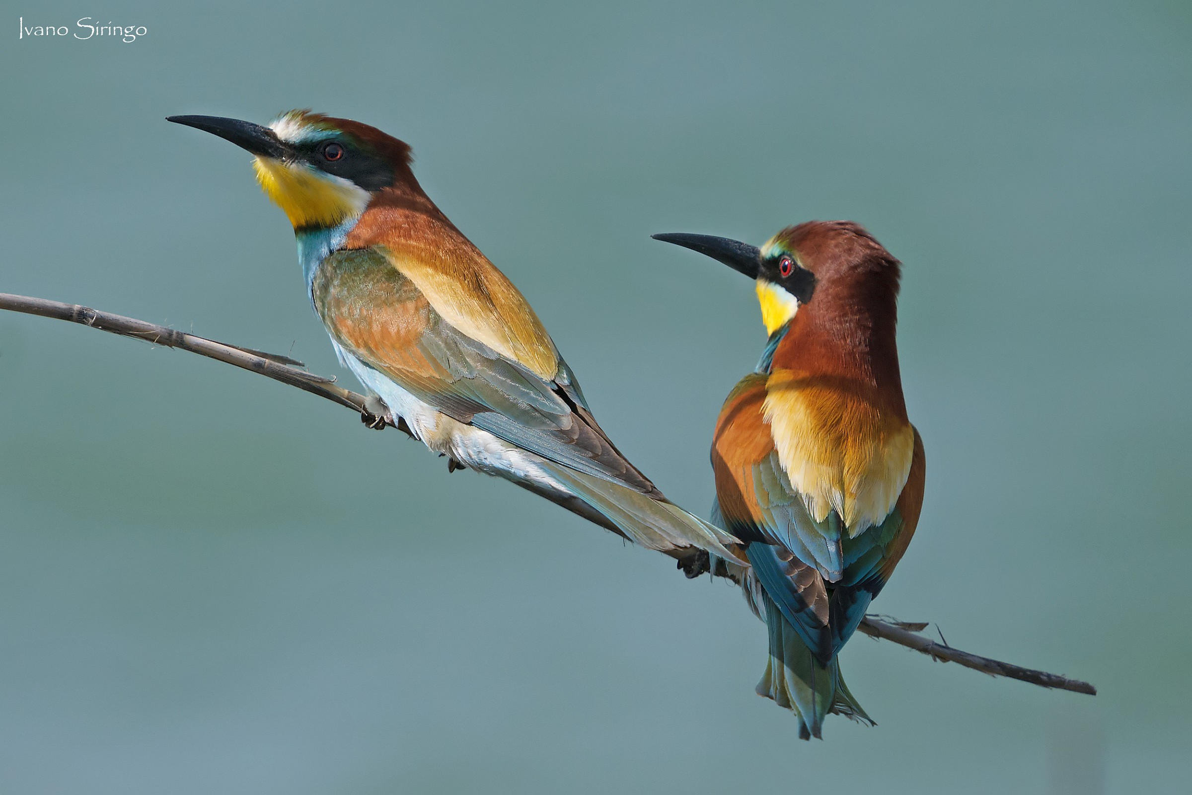 Pair of bee-eaters Syracuse May 2015