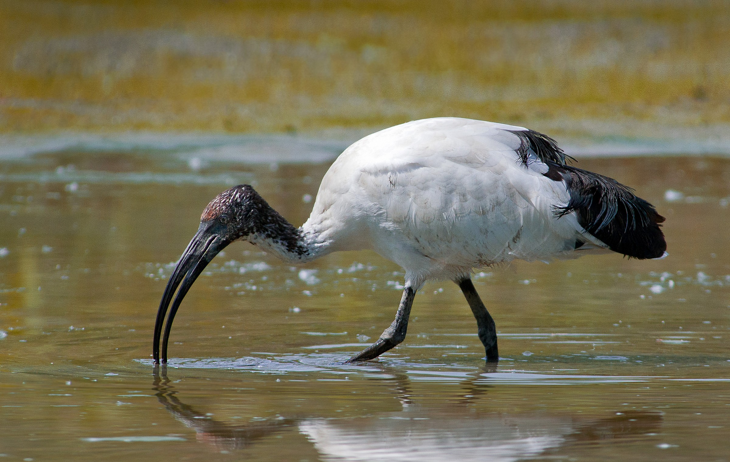 Ibis