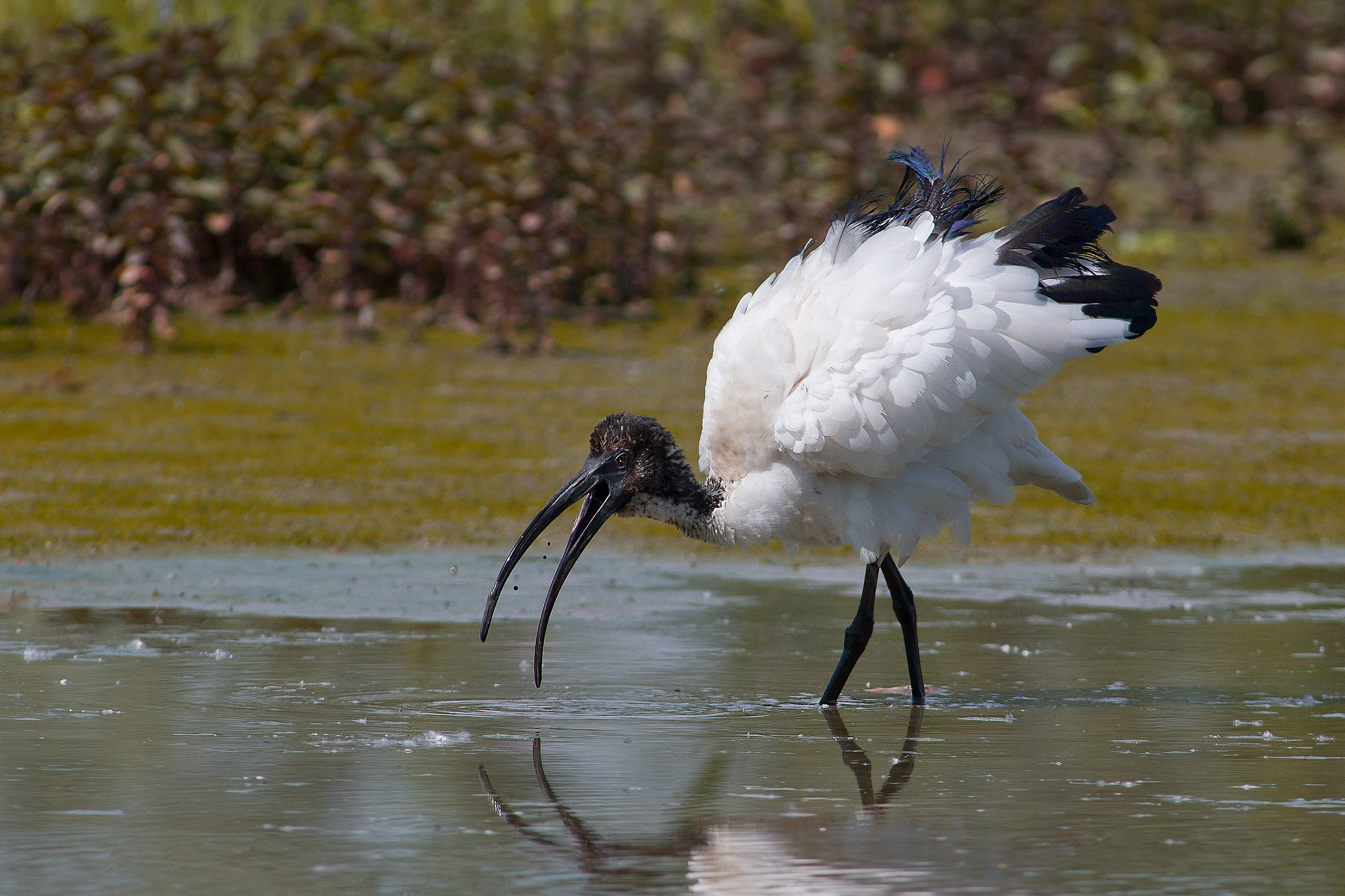 Ibis ruffled