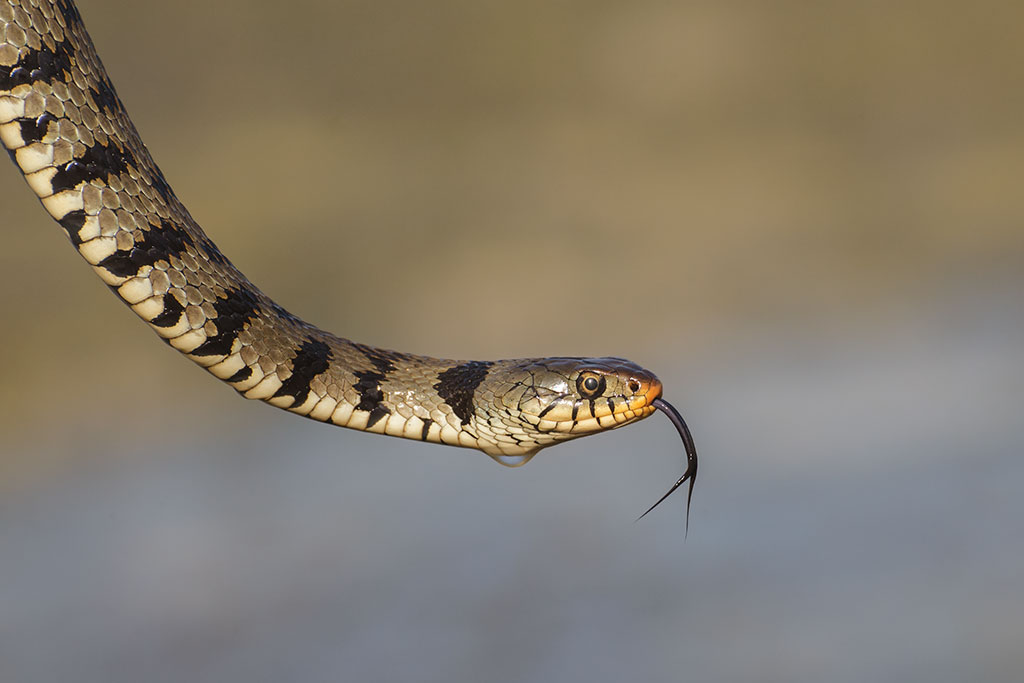 Grass Snake