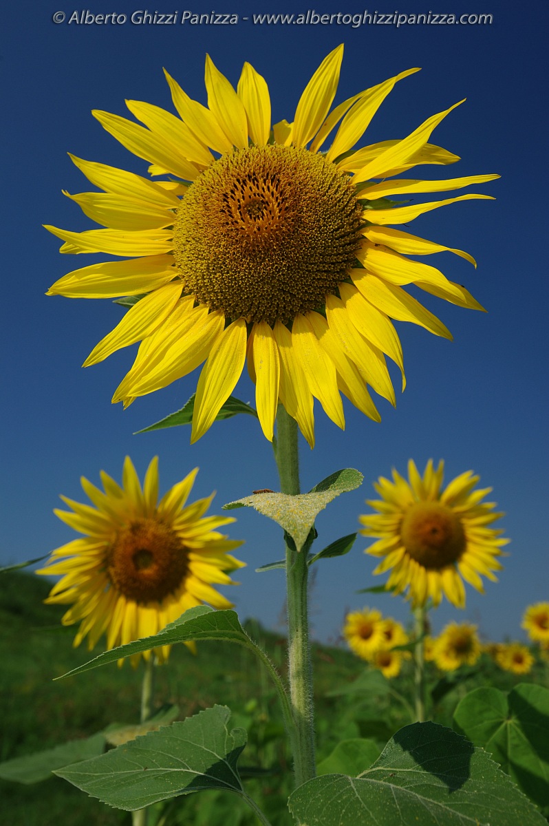Girasoli