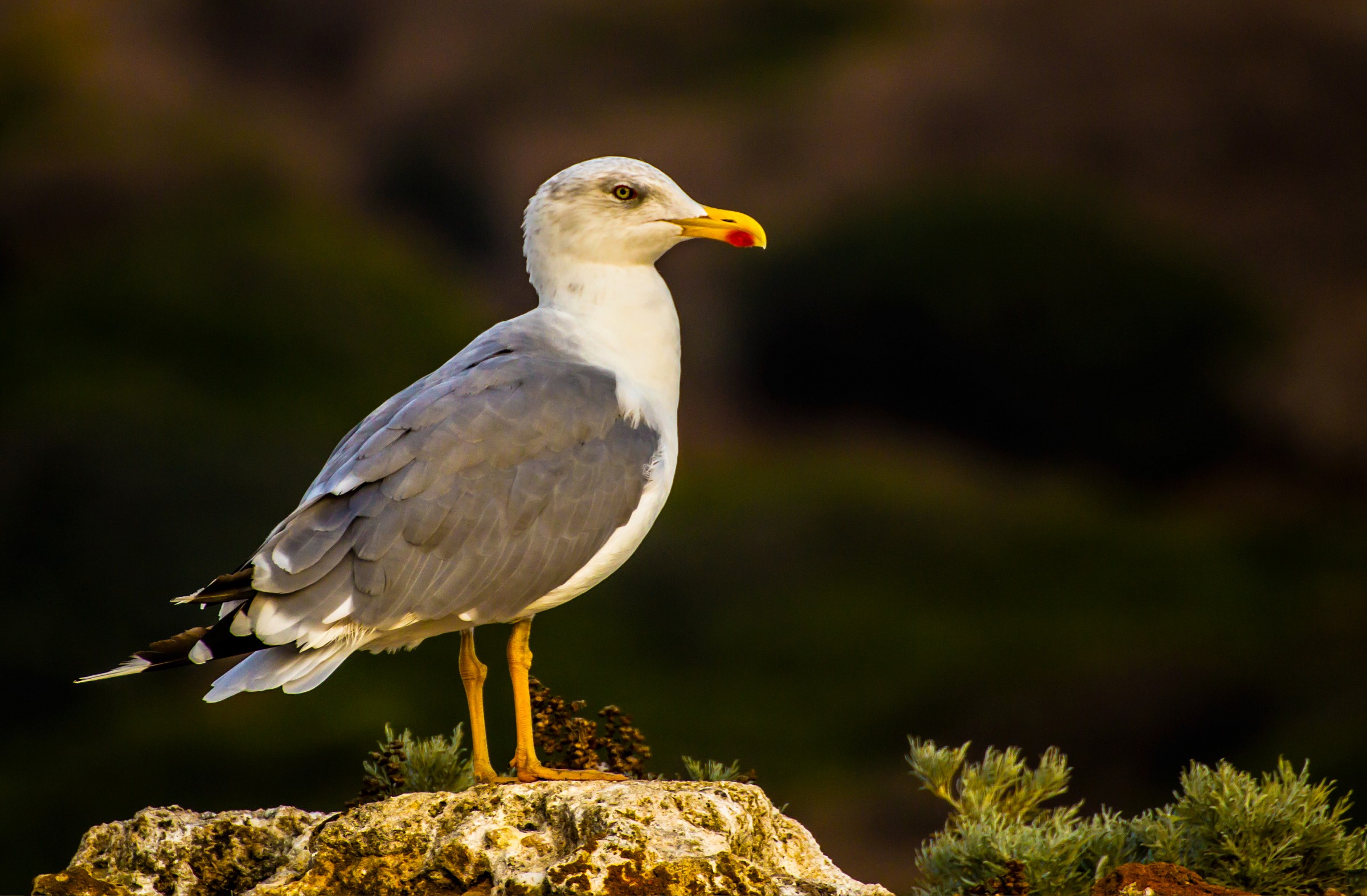 you have to look .. ??