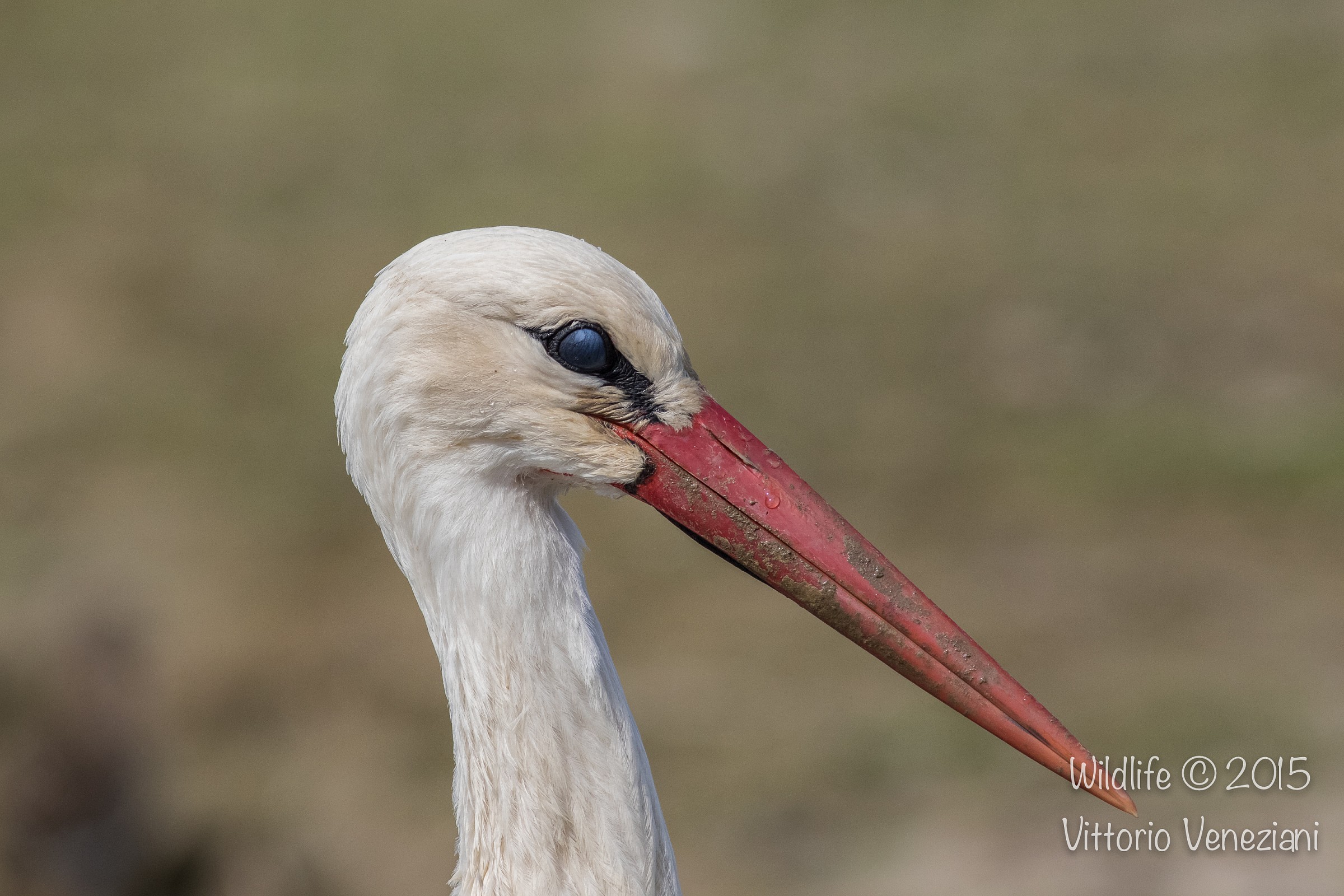 Ritratto di cicogna con palpebra nittitante chiusa