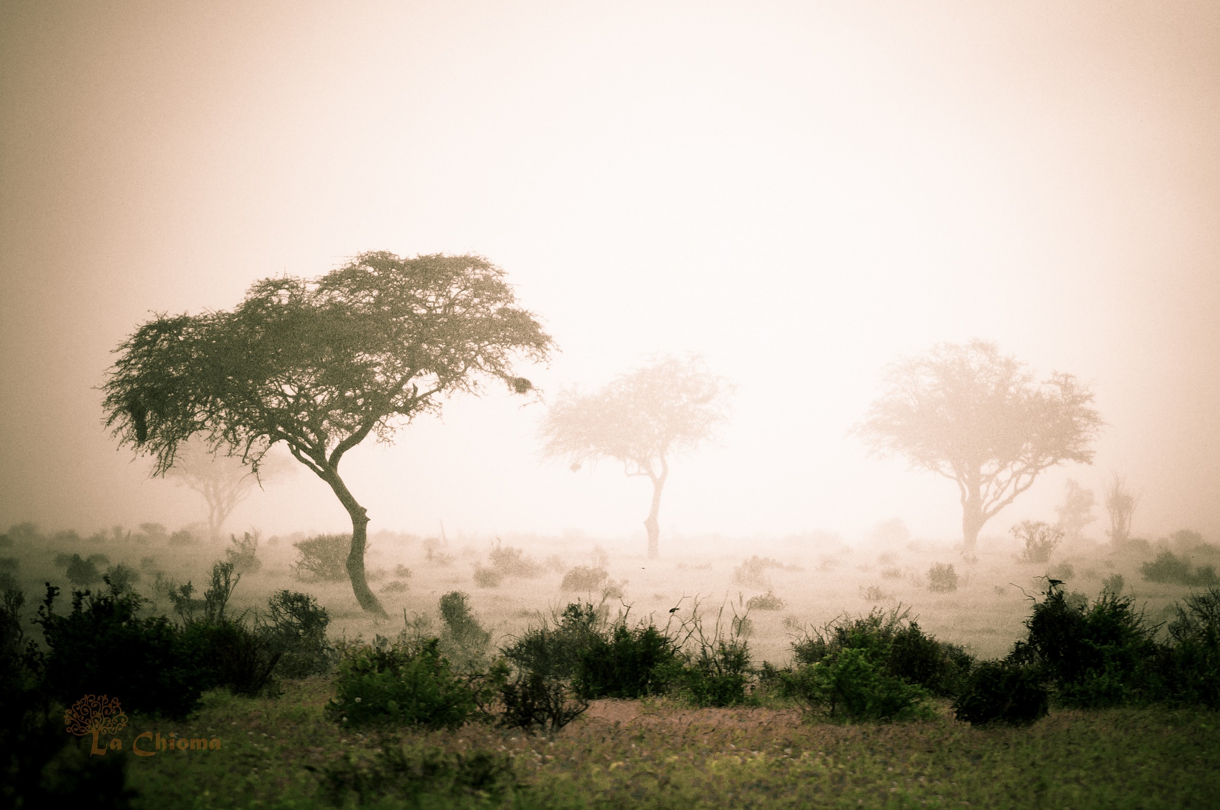 Acquazzone in savana