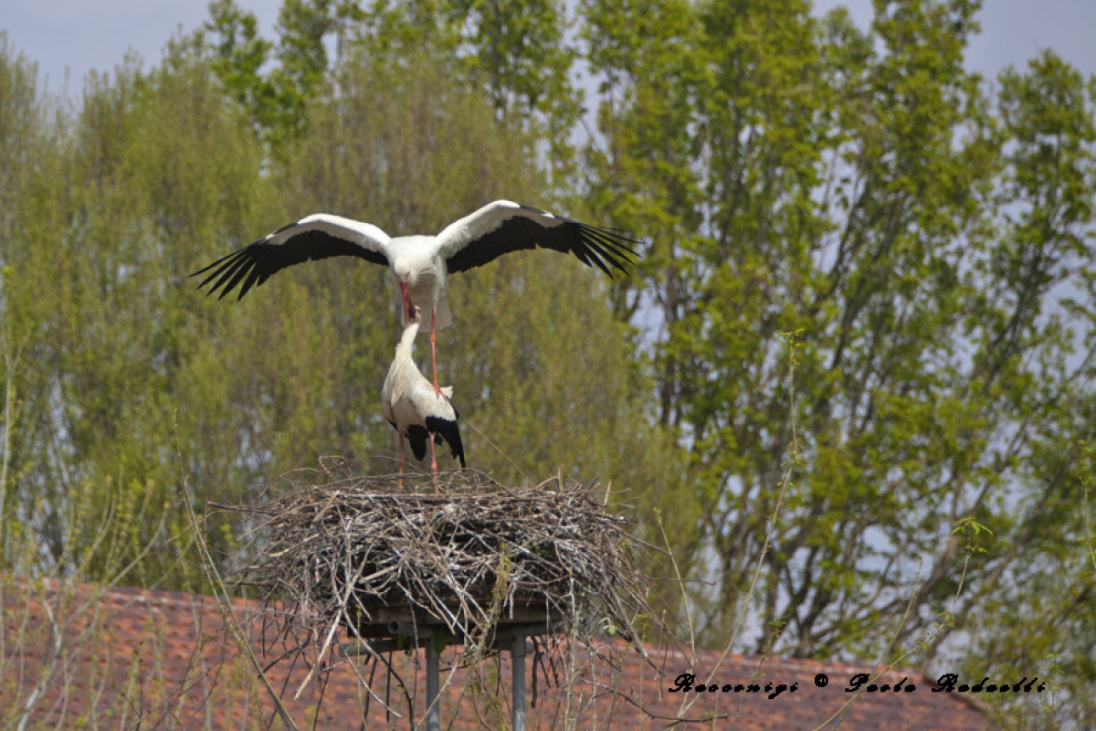 Cicogne in corteggiamento