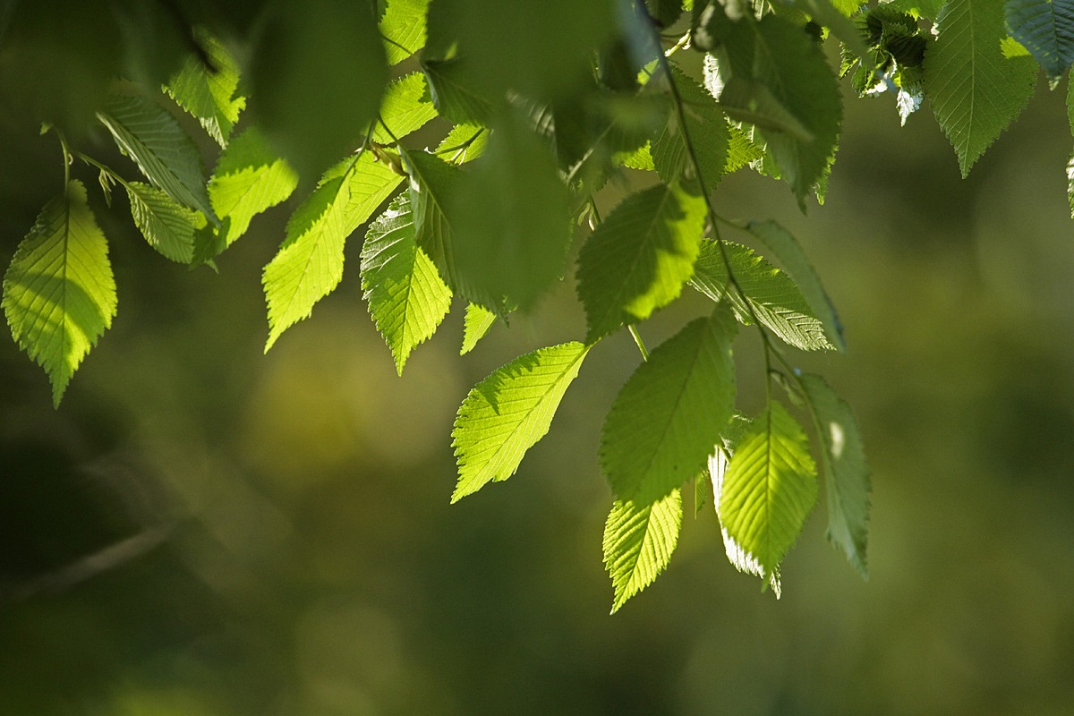 Fronda nella macchia