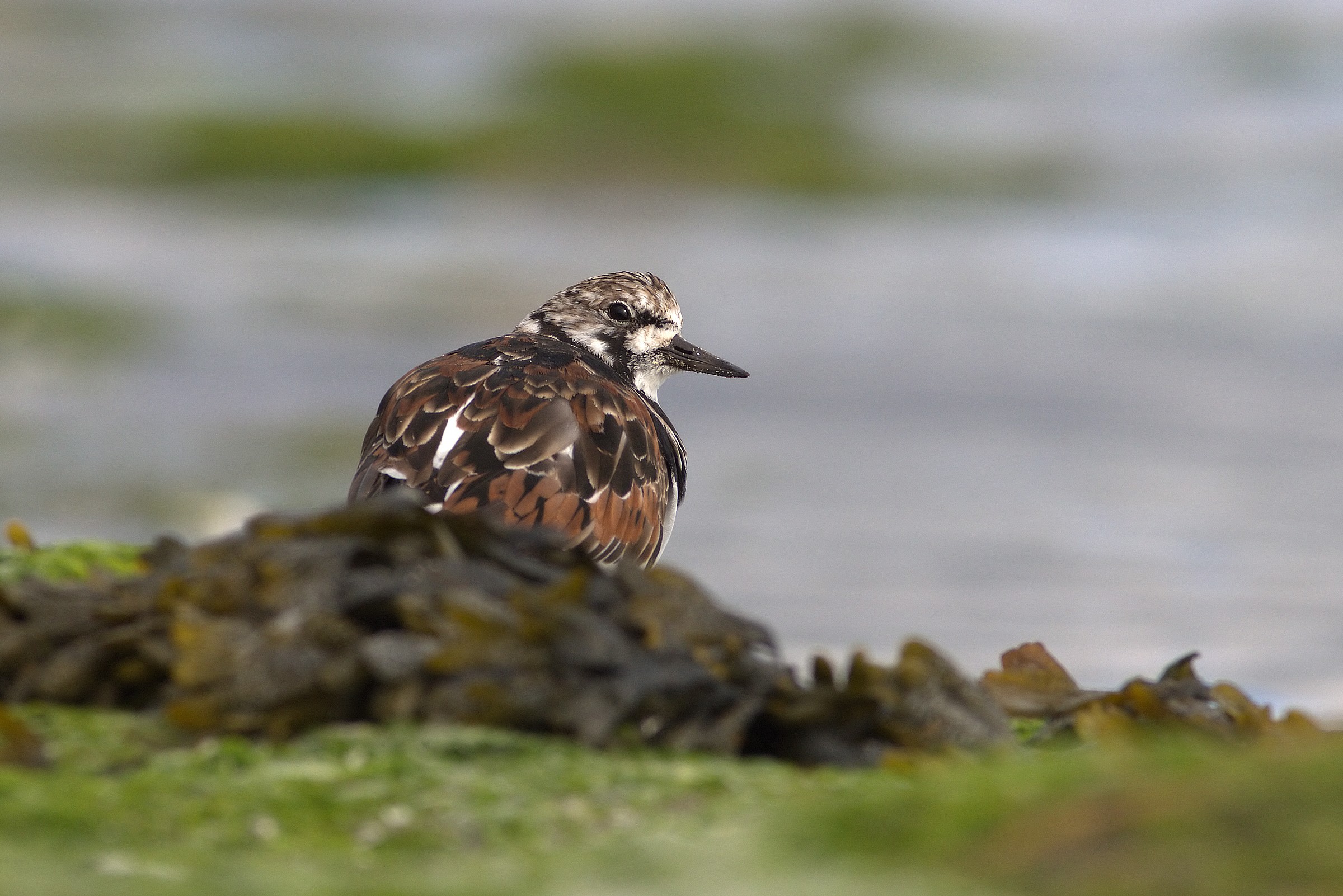 Turnstone