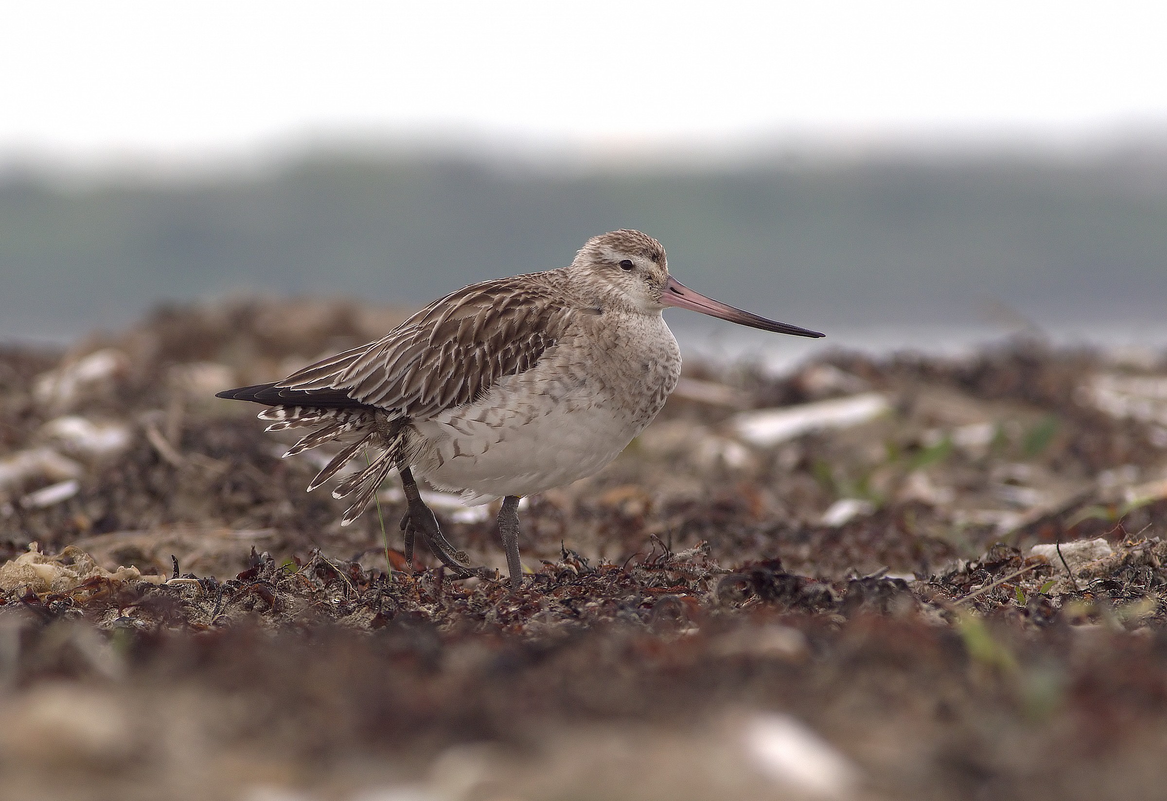 black-tailed godwit