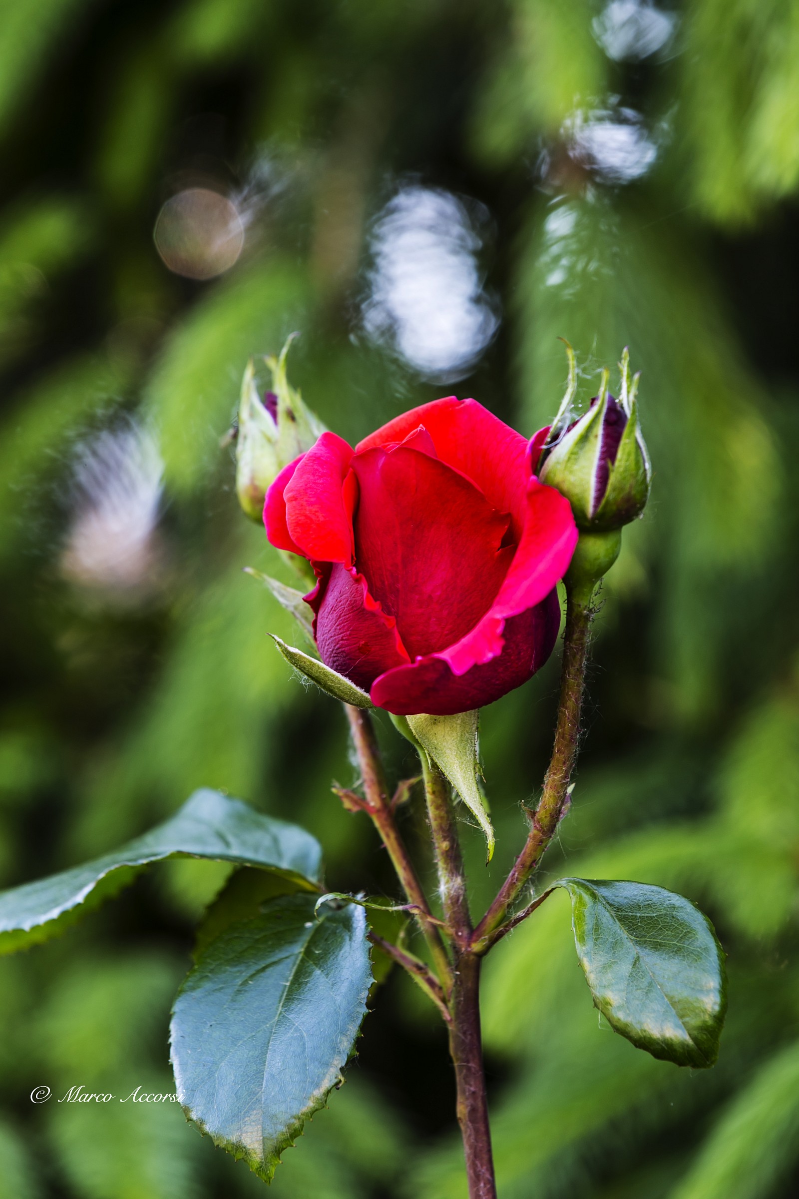 Bocciolo con Piumini