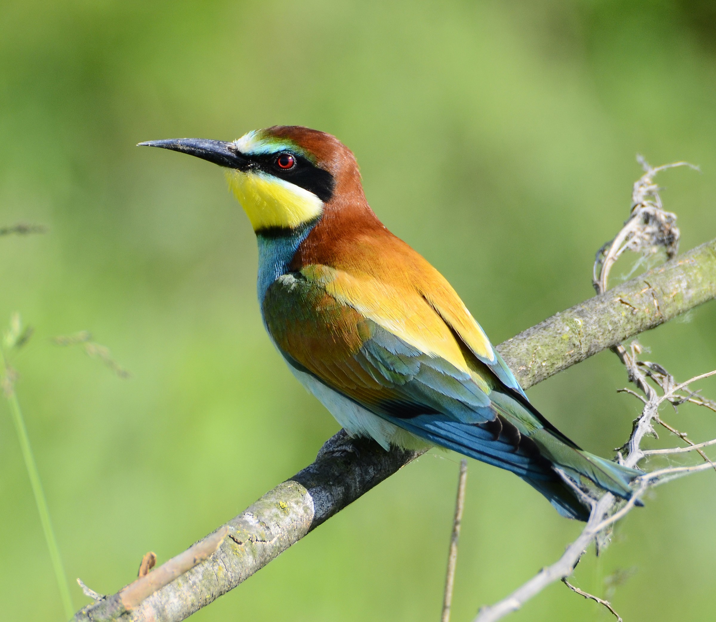 Eater (Merops Apiaster)