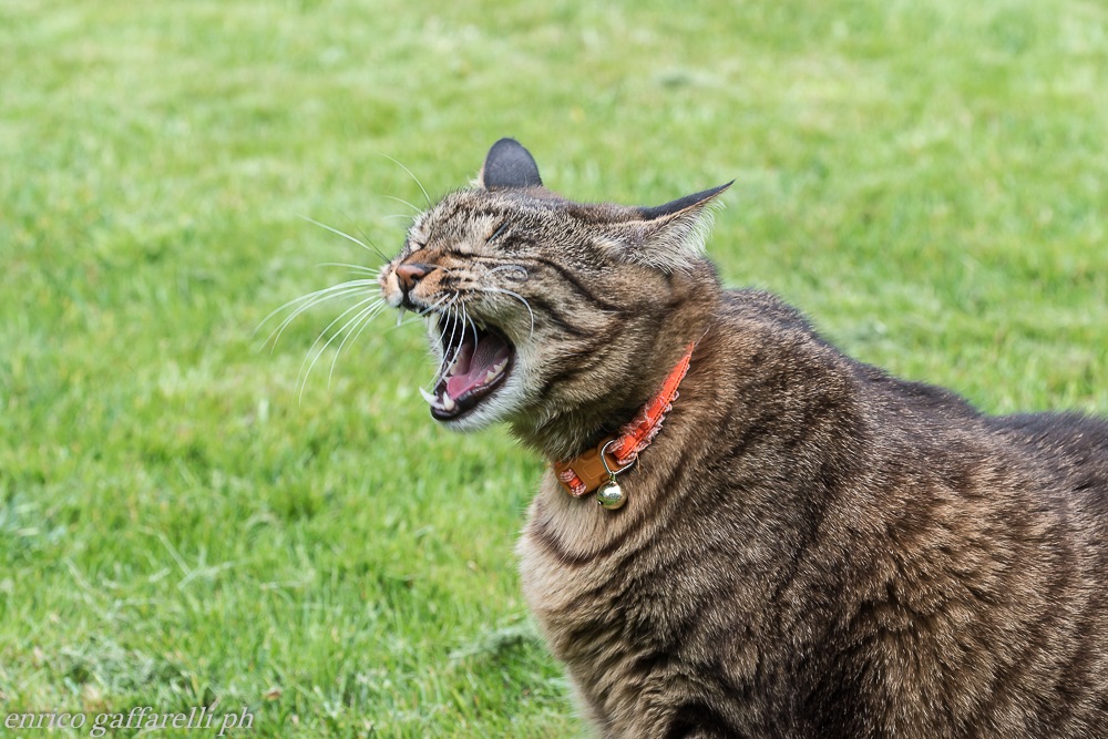 my tiger no e'solo a yawn just wake up