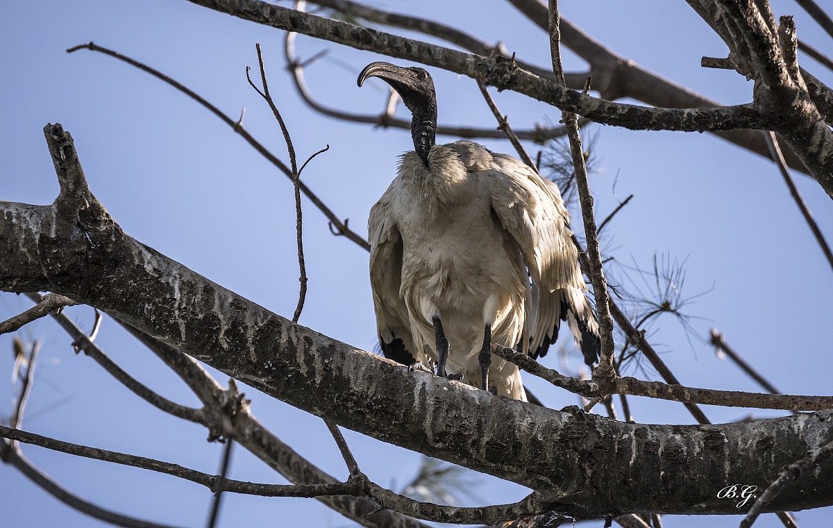 sacred ibis