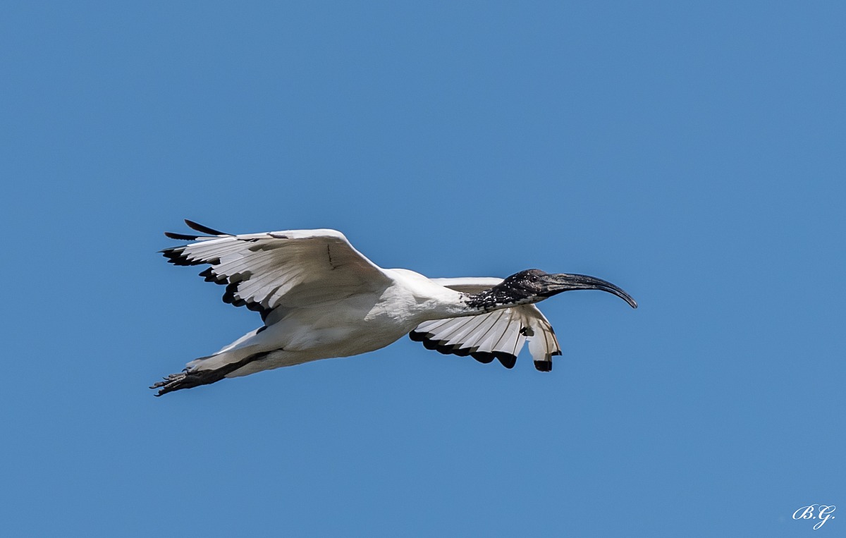 In flight looking for food