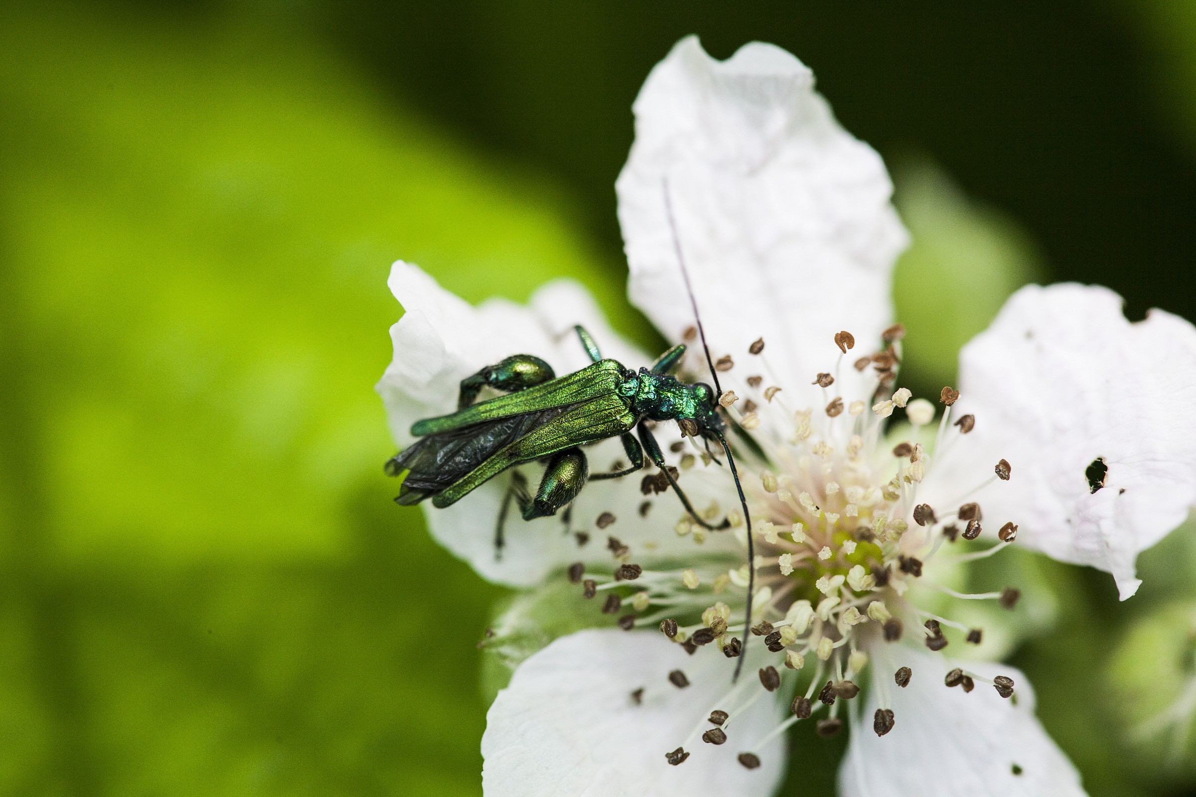 Animaletto fosforescente 1