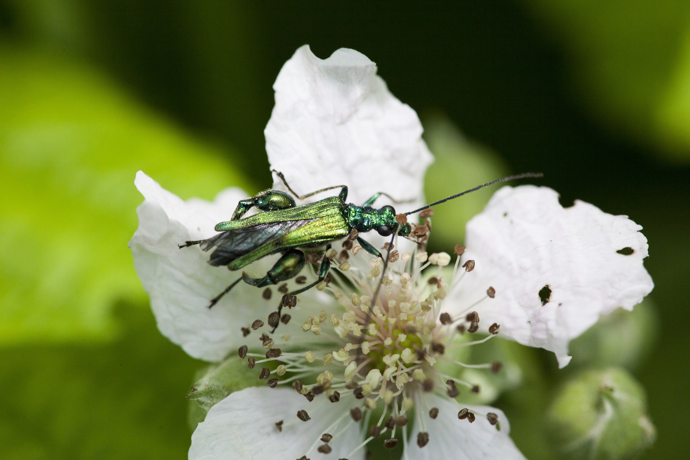 Animaletto fosforescente 2