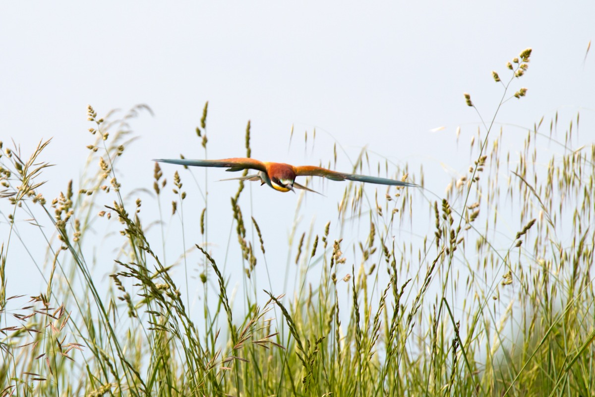 gruccione low flying crop
