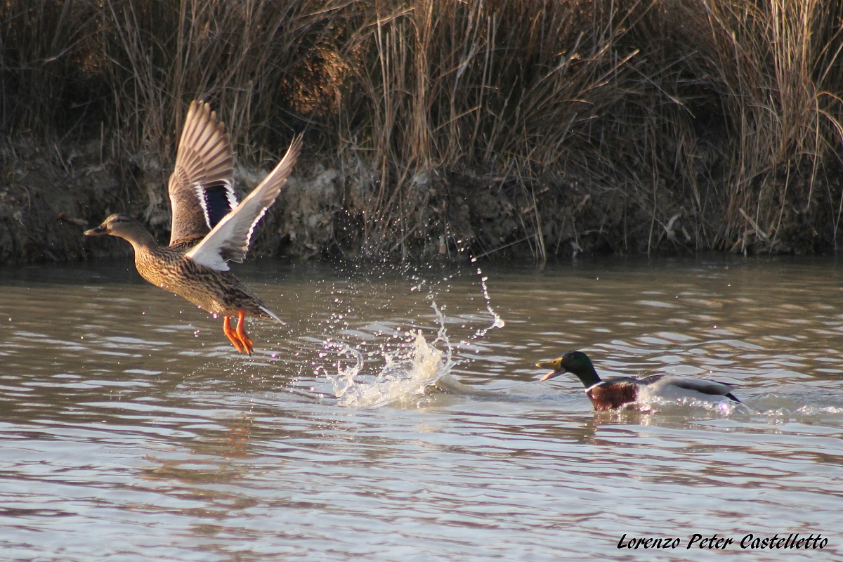 vieni qua, tanto ti acchiappo!