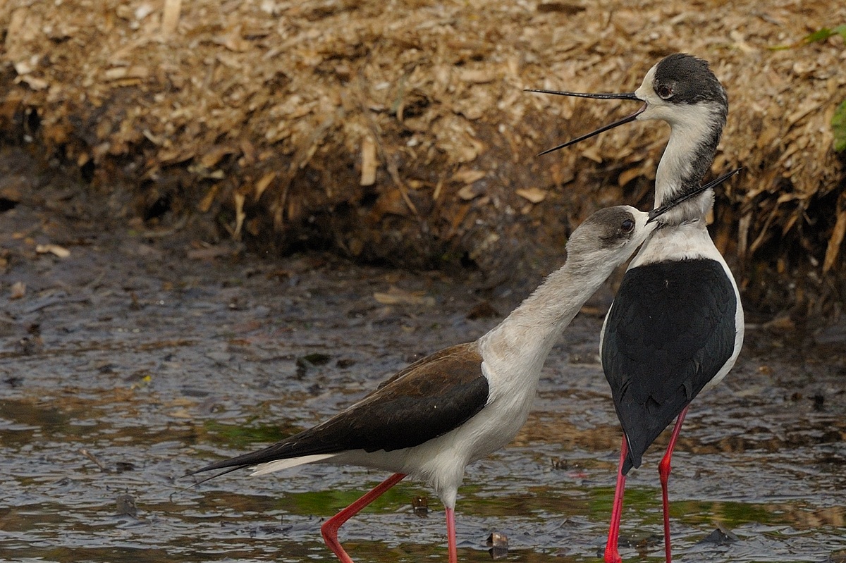 Cavalieri in giochi d'amore