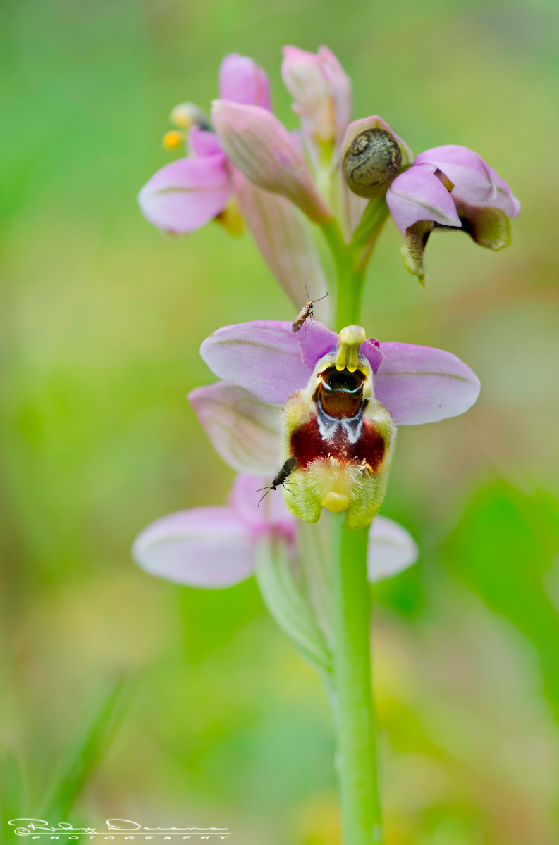 Ophrys tenthredinifera and family