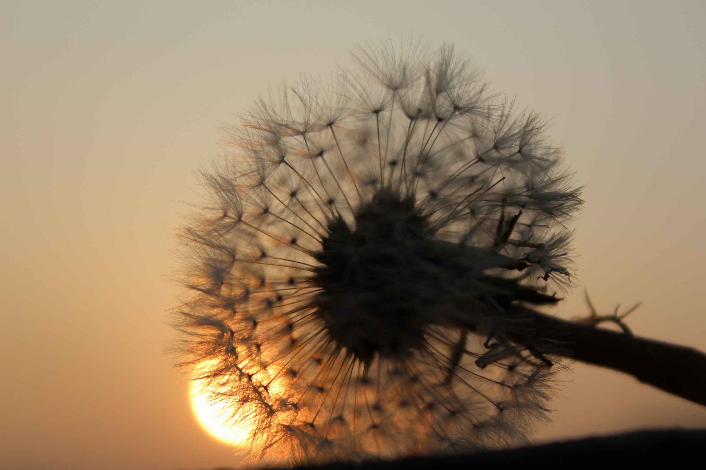 Arquà Petrarca, Padova