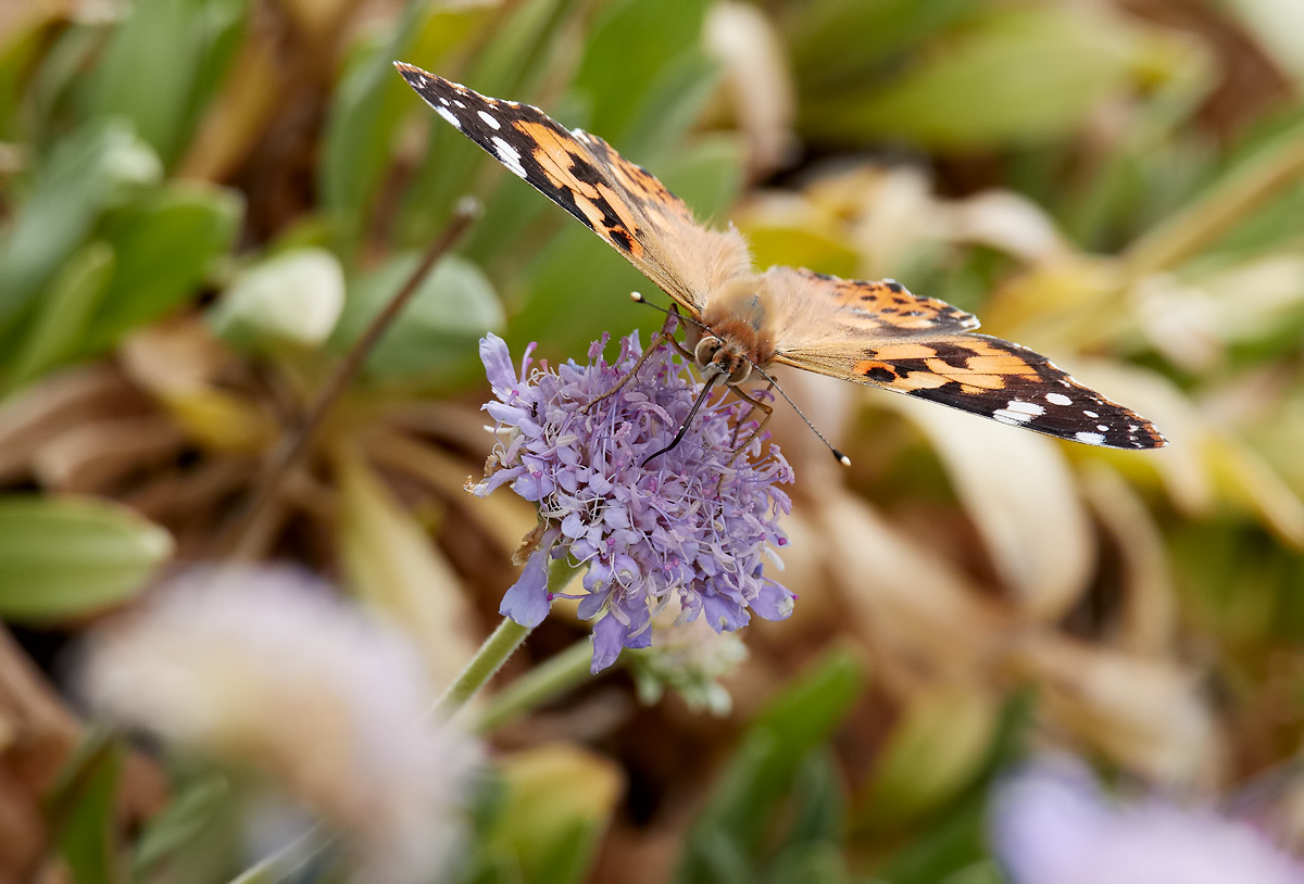 Painted Lady Butterfly
