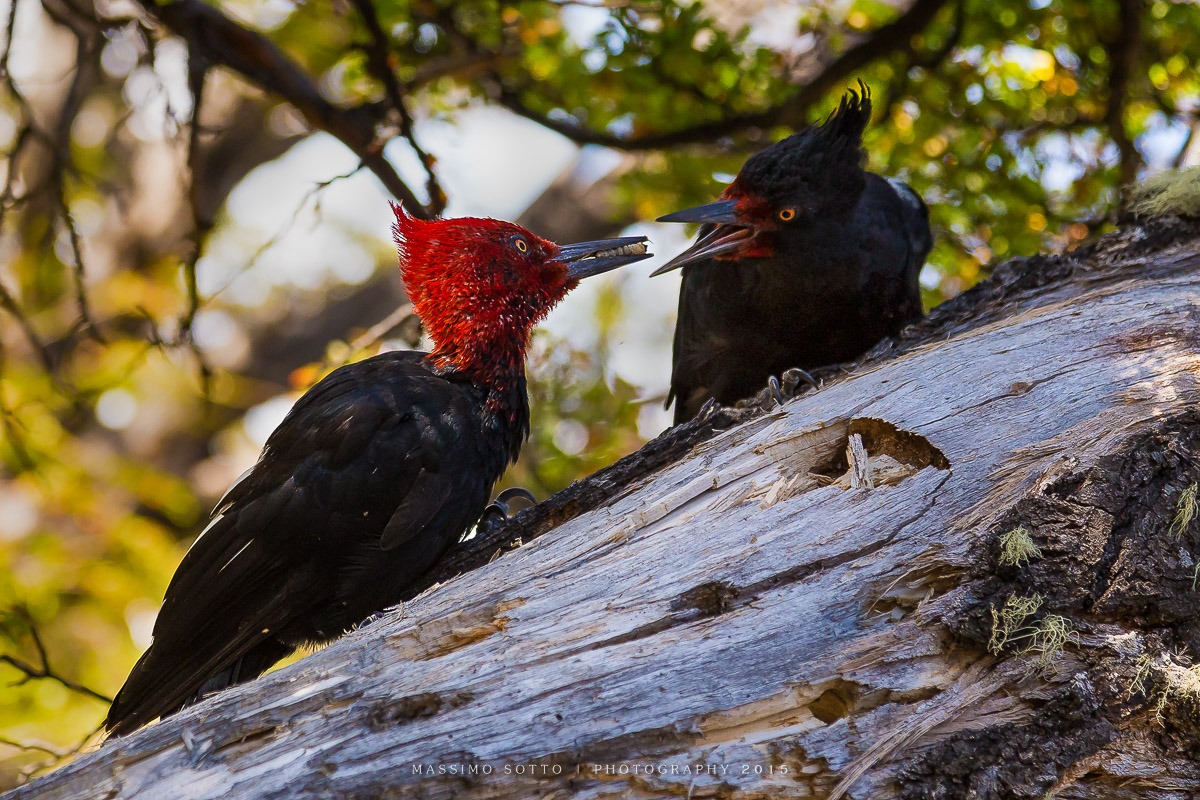 Picchi di Magellano (Campephilus magellanicus)