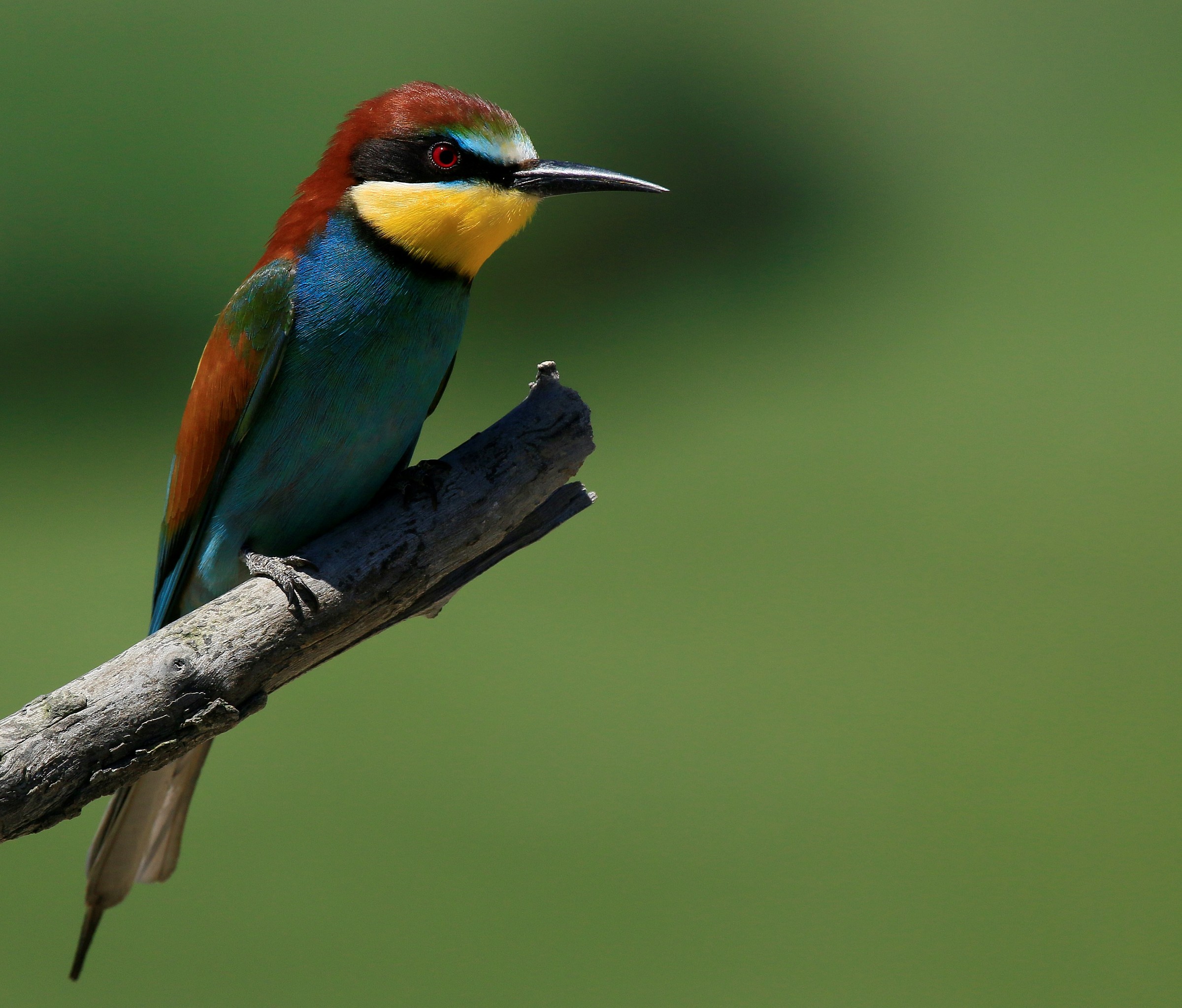 Gruccione 2015: They're back !!