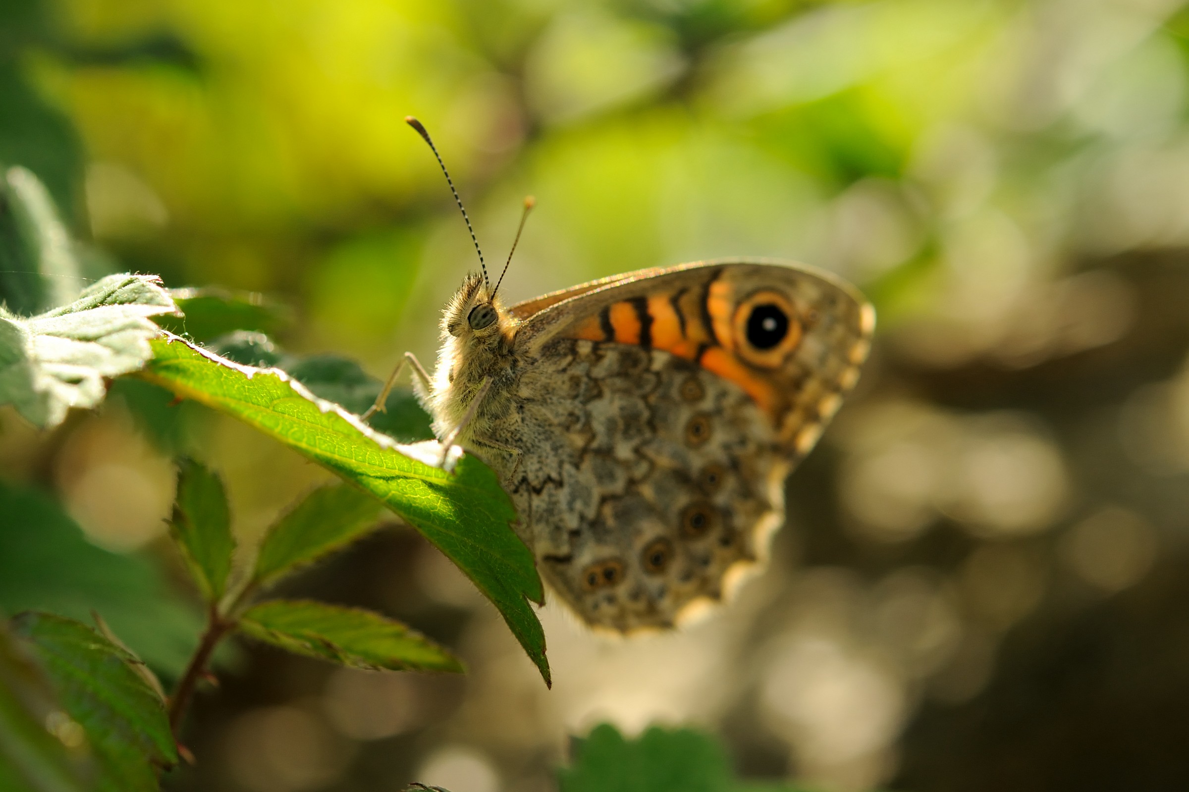 Il sole bacia solamente i belli!