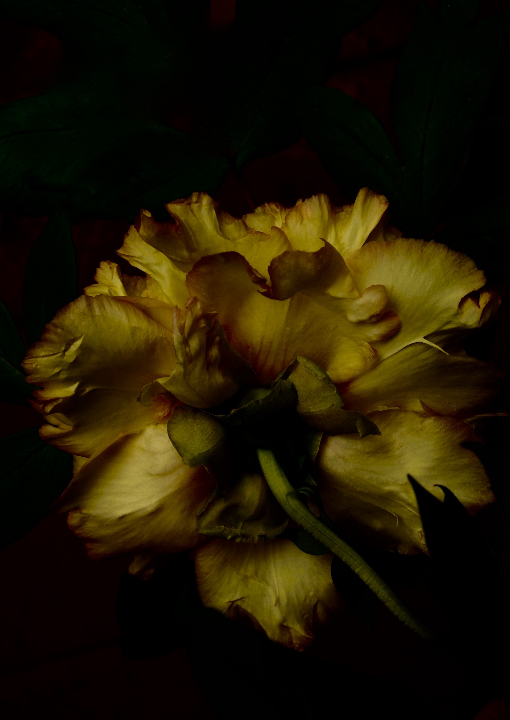 yellow peony